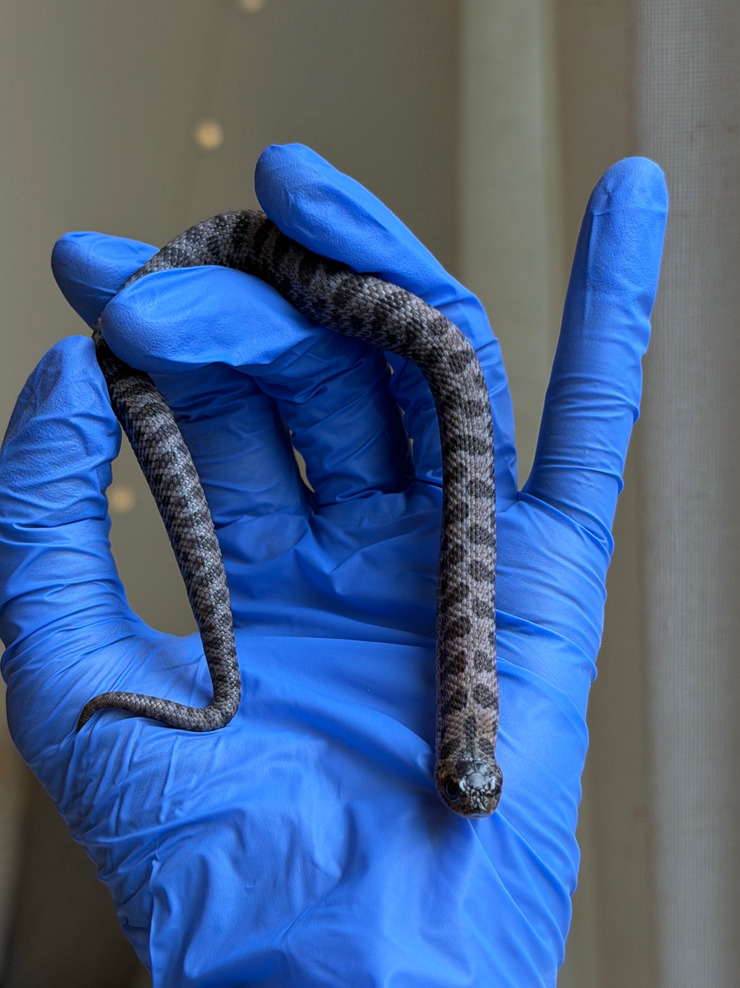 2025 超級北極紫貂66%ph白化 ♂ (H25425)