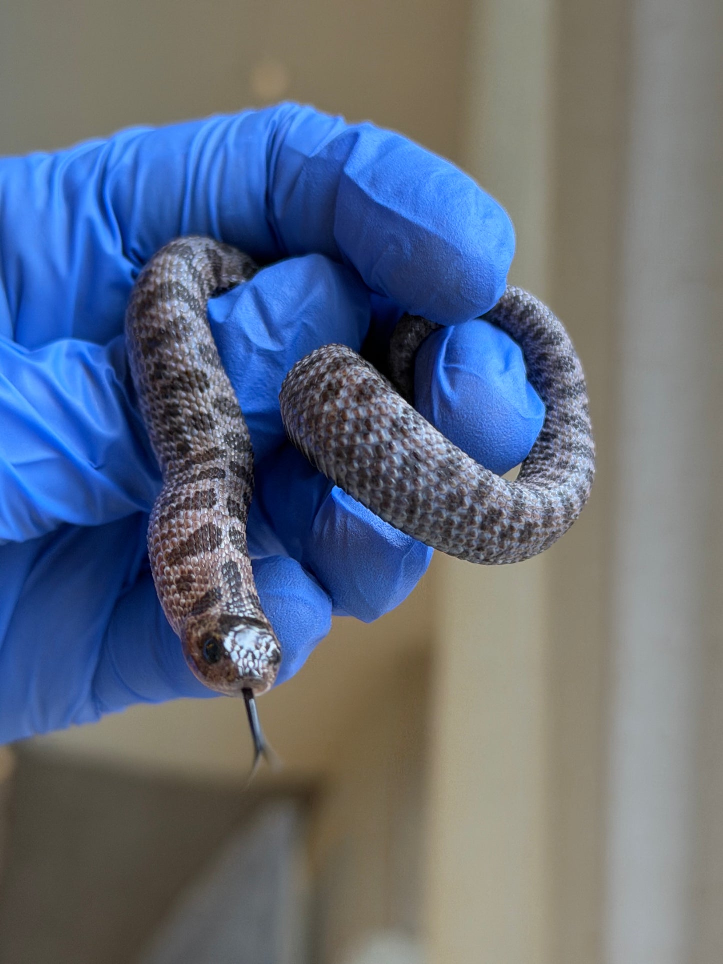 2025 超級北極紫貂66%ph白化 ♂ (H25425)