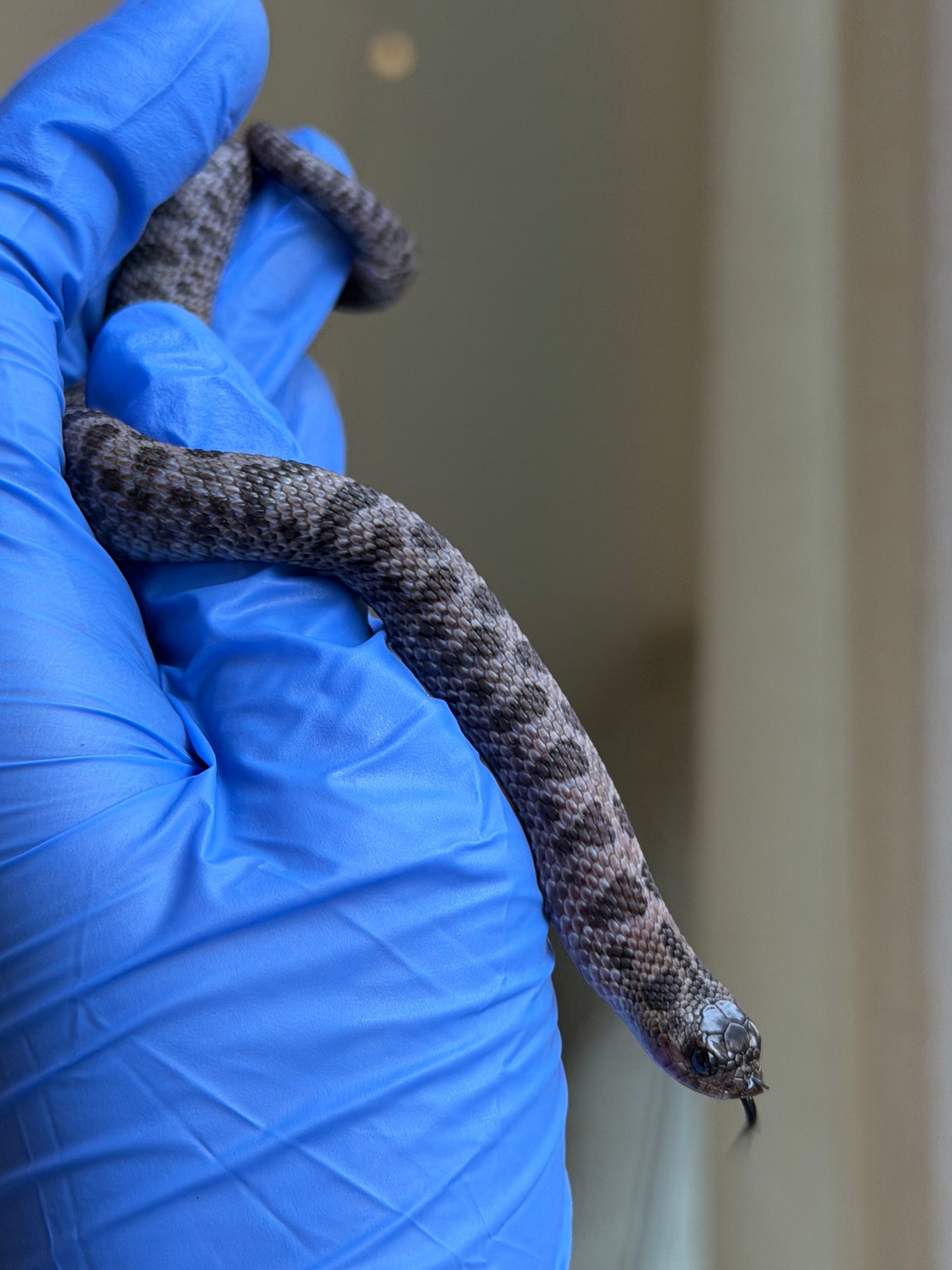 2025 超級北極紫貂66%ph白化 ♂ (H25425)