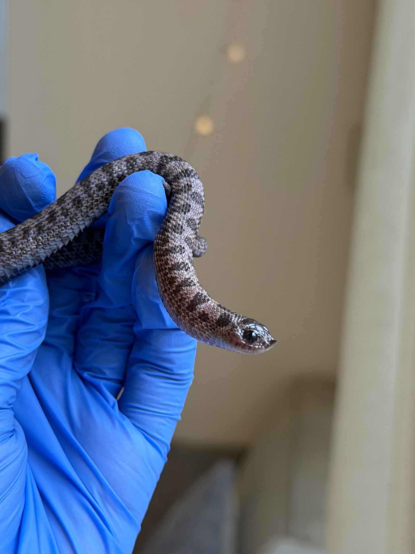 2025 超級北極紫貂66%ph白化 ♂ (H25425)