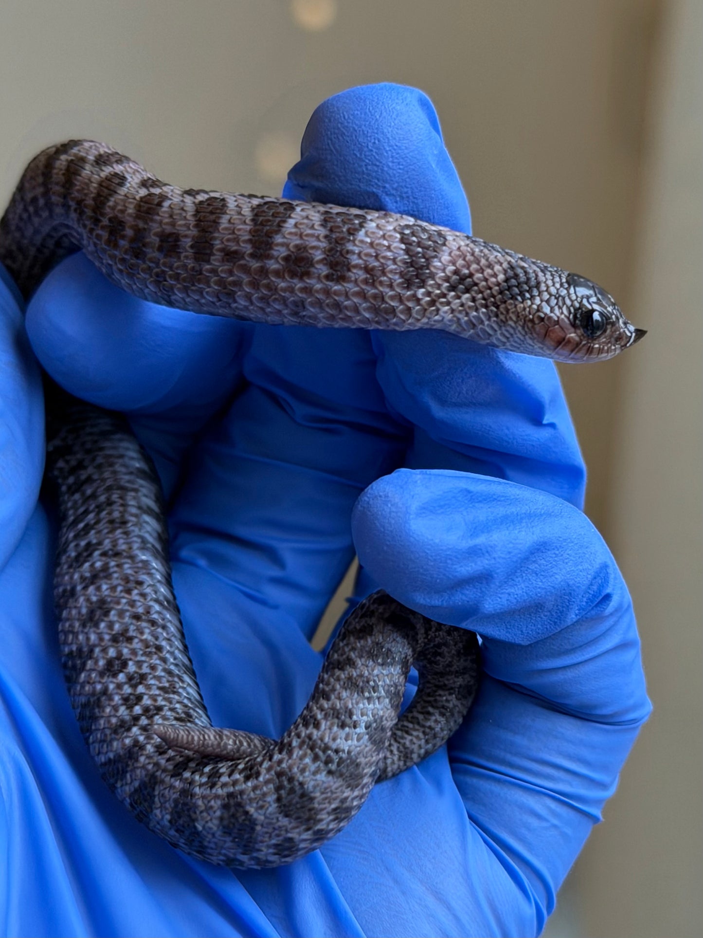 2025 超級北極紫貂66%ph白化 ♂ (H25425)