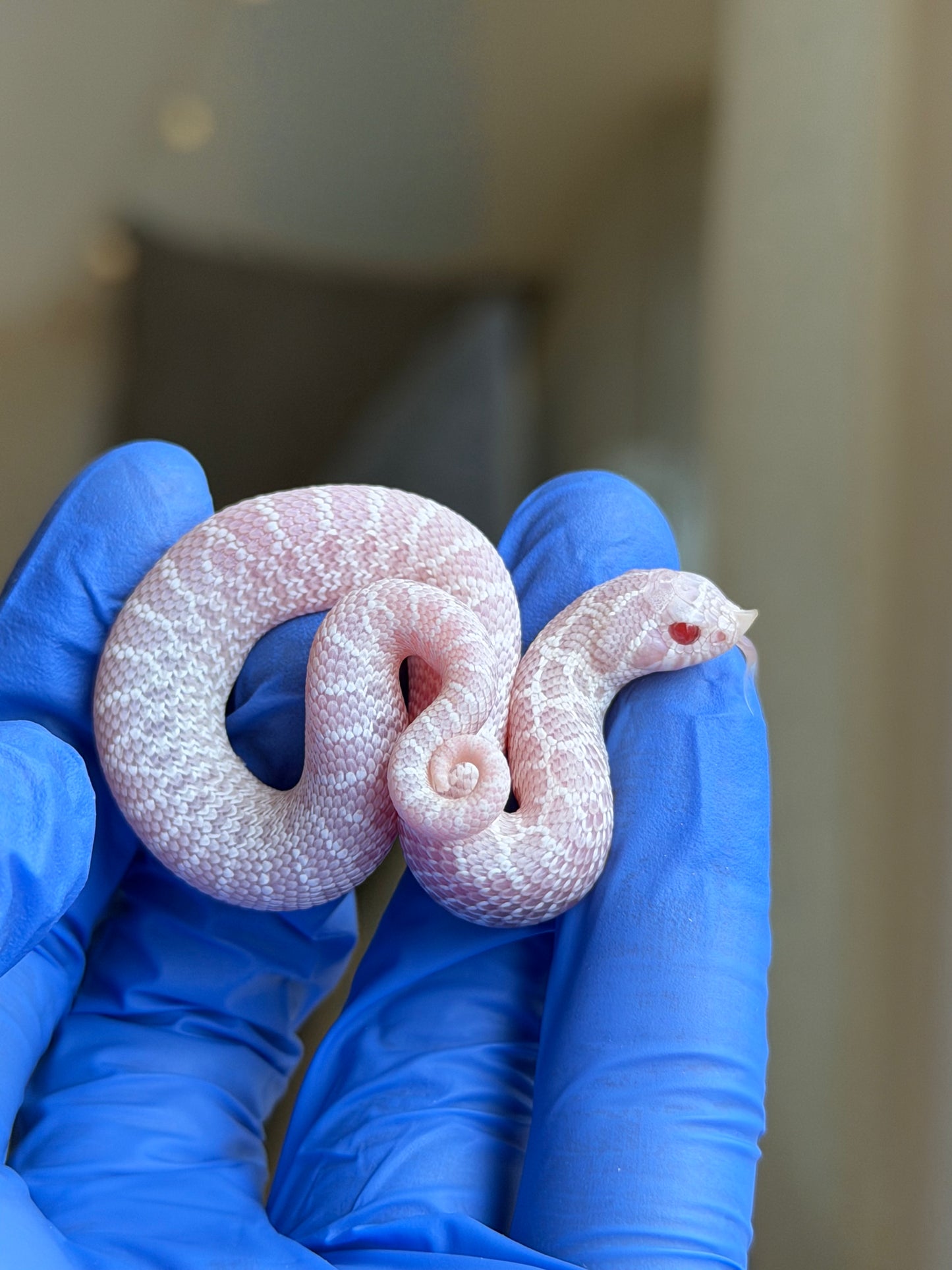 2025 雪白Het雪爆 ♂ (H25485)