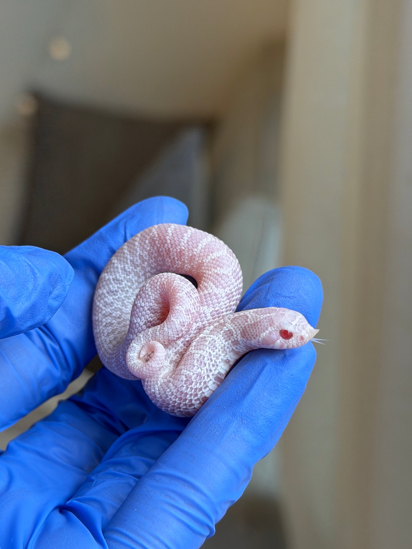 2025 雪白Het雪爆 ♂ (H25485)