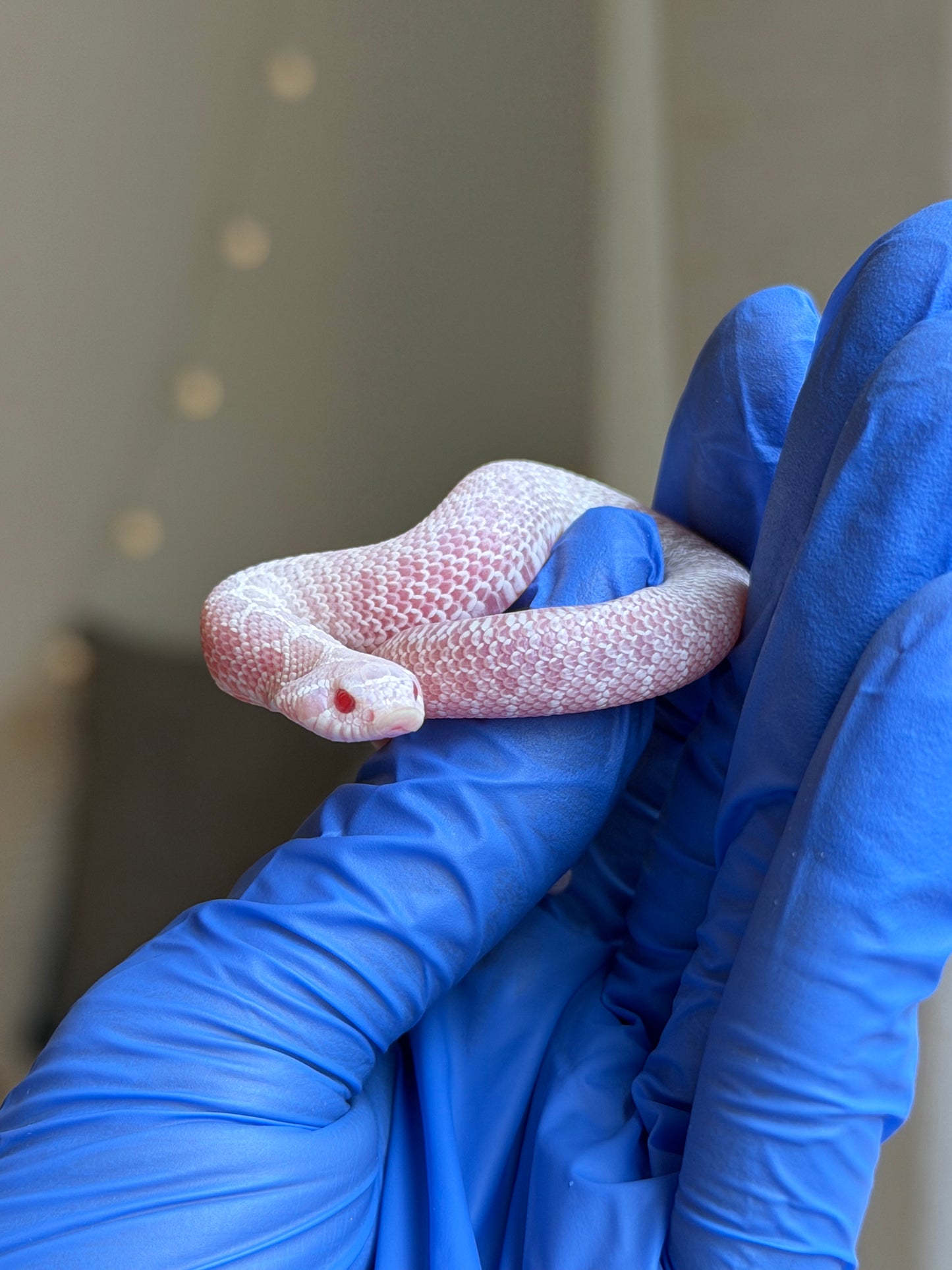 2025 雪白Het雪爆 ♂ (H25485)