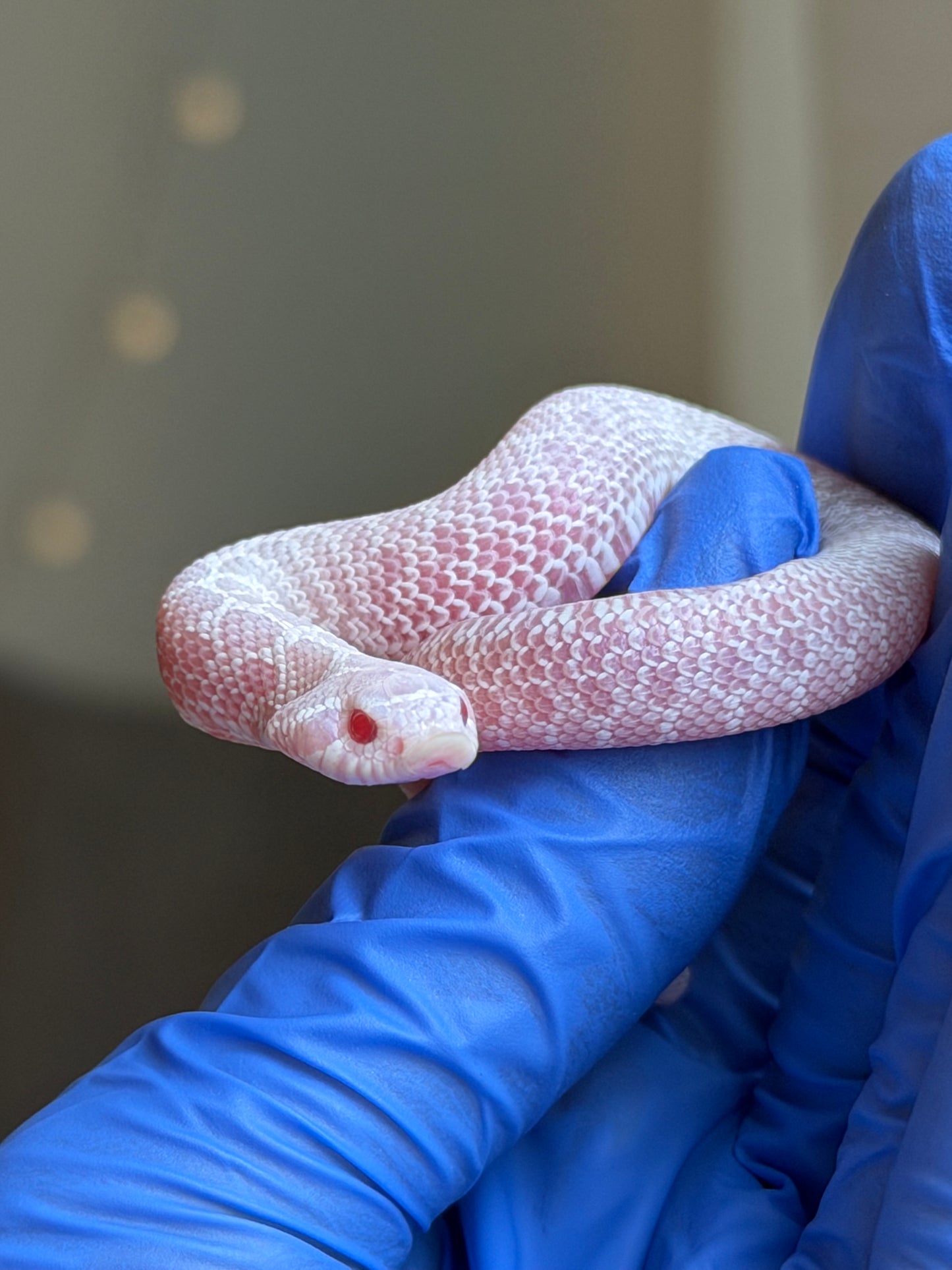 2025 雪白Het雪爆 ♂ (H25485)