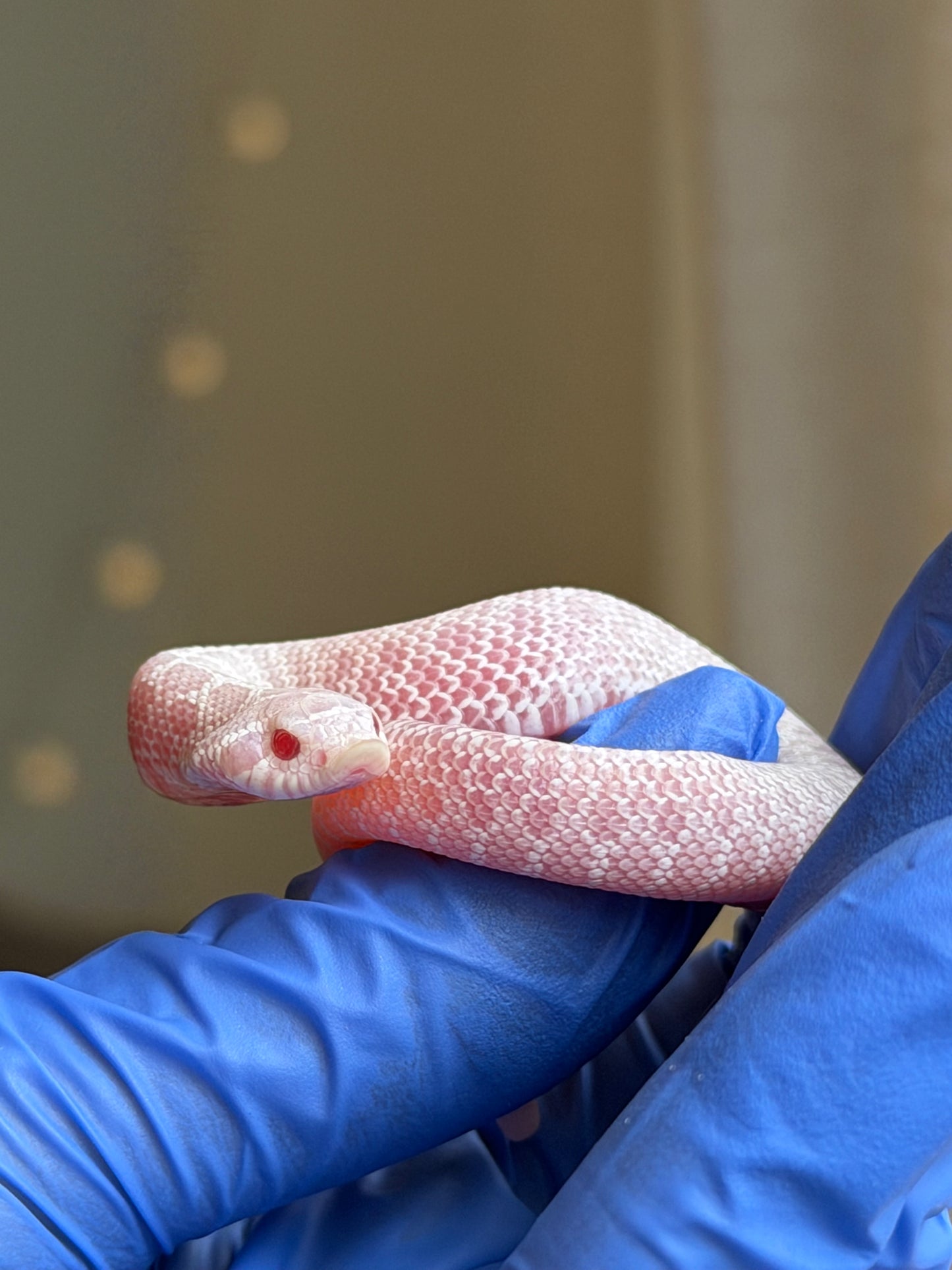 2025 雪白Het雪爆 ♂ (H25485)