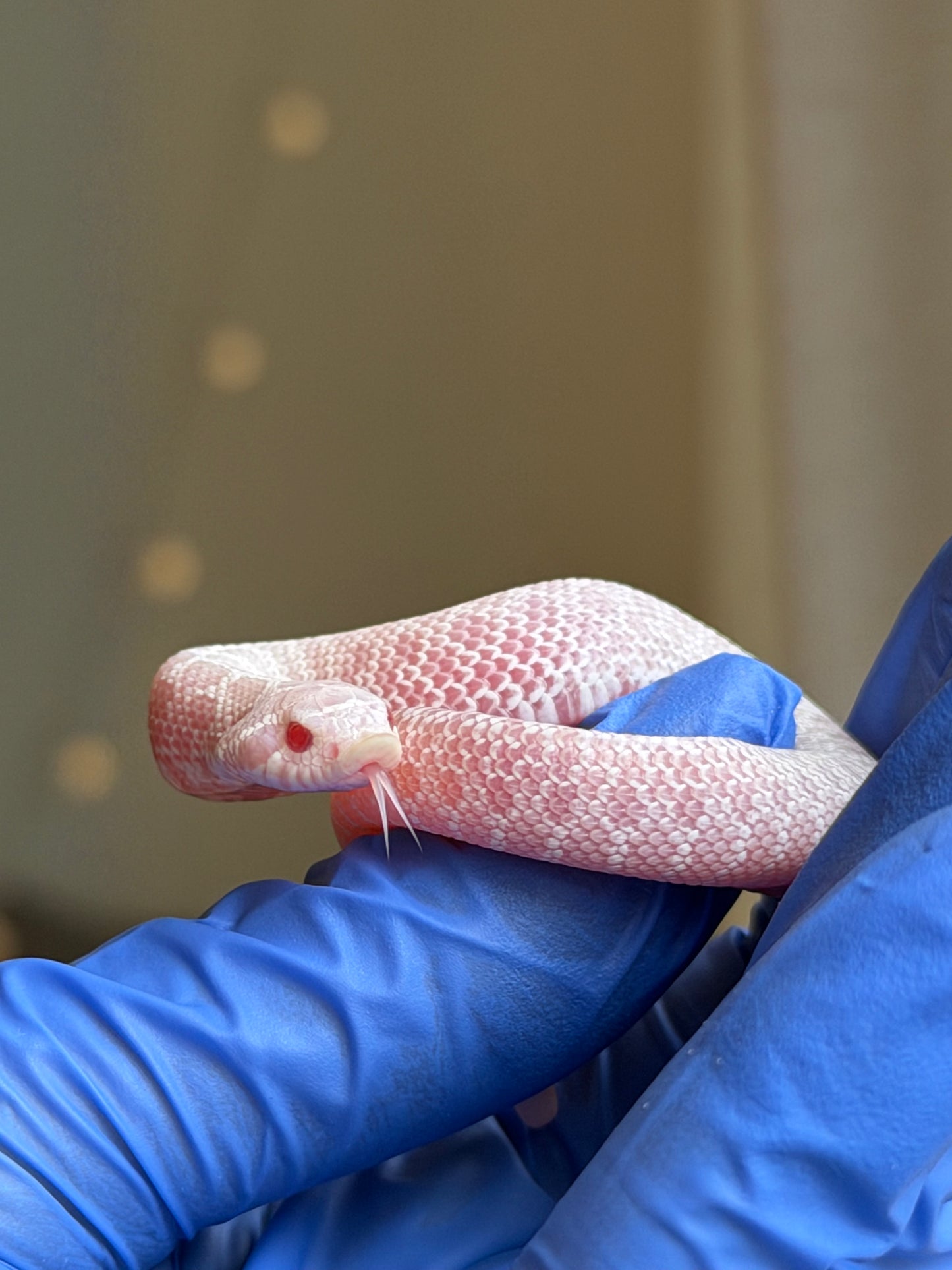 2025 雪白Het雪爆 ♂ (H25485)