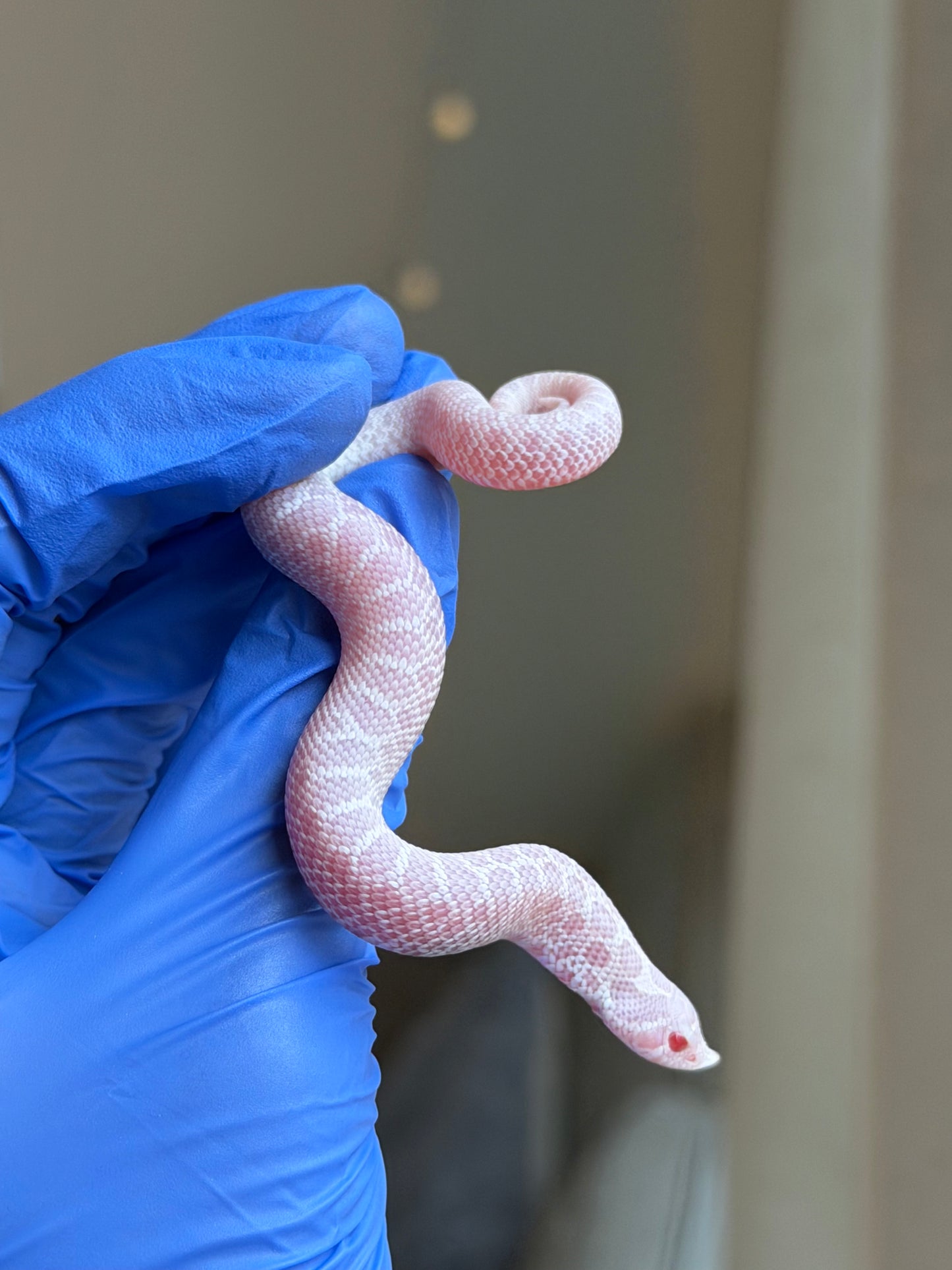 2025 雪白Het雪爆 ♂ (H25485)