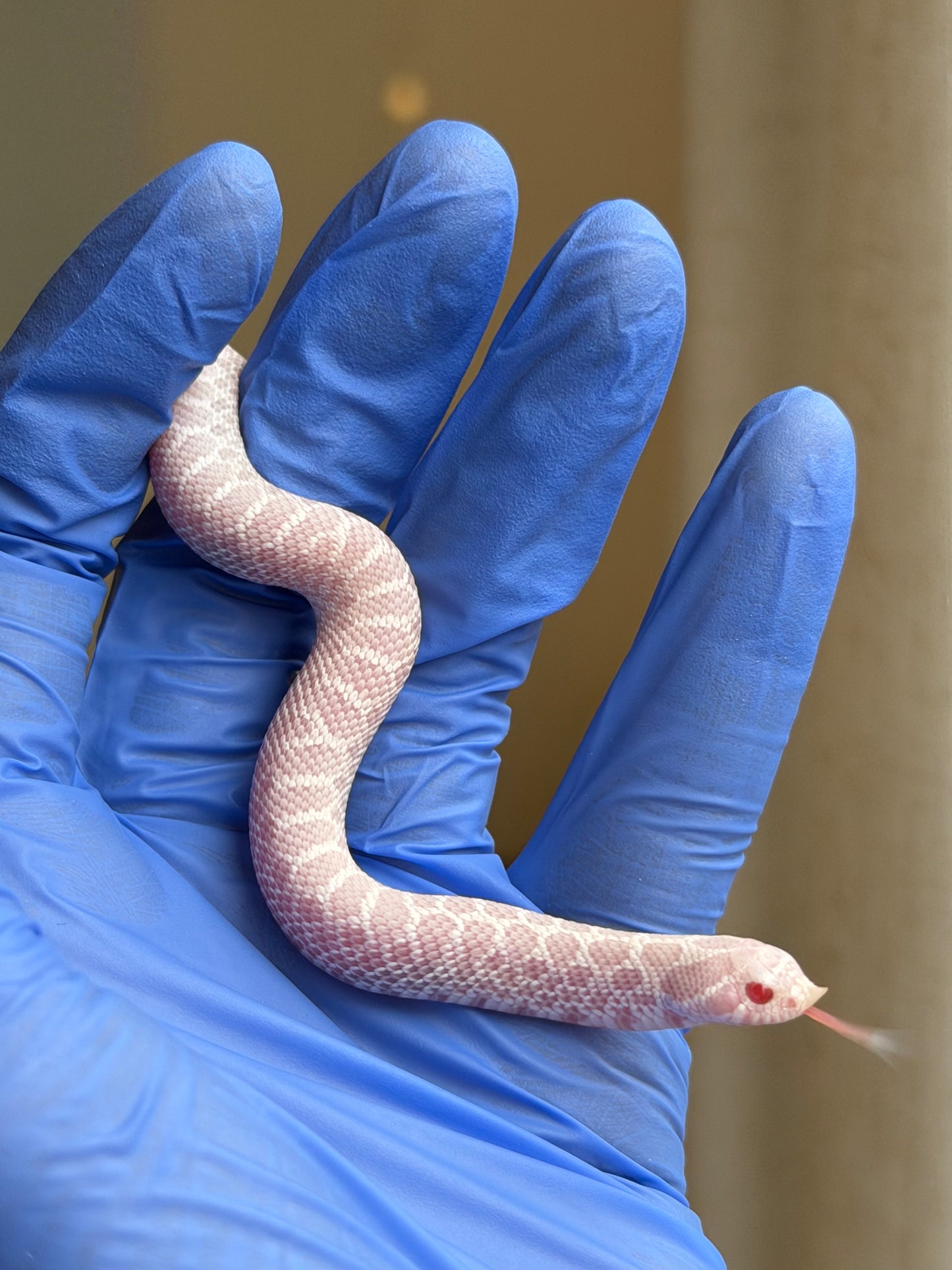 2025 雪白Het雪爆 ♂ (H25485)