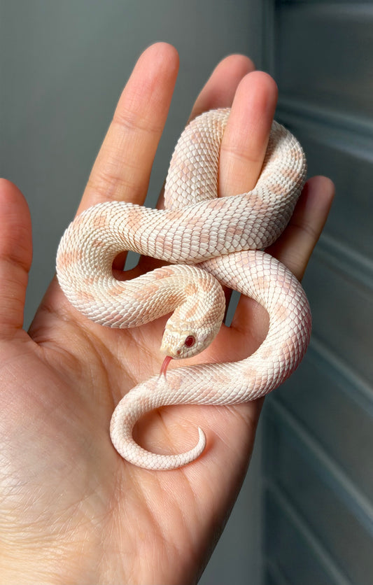 雪白康達66%ph幽靈