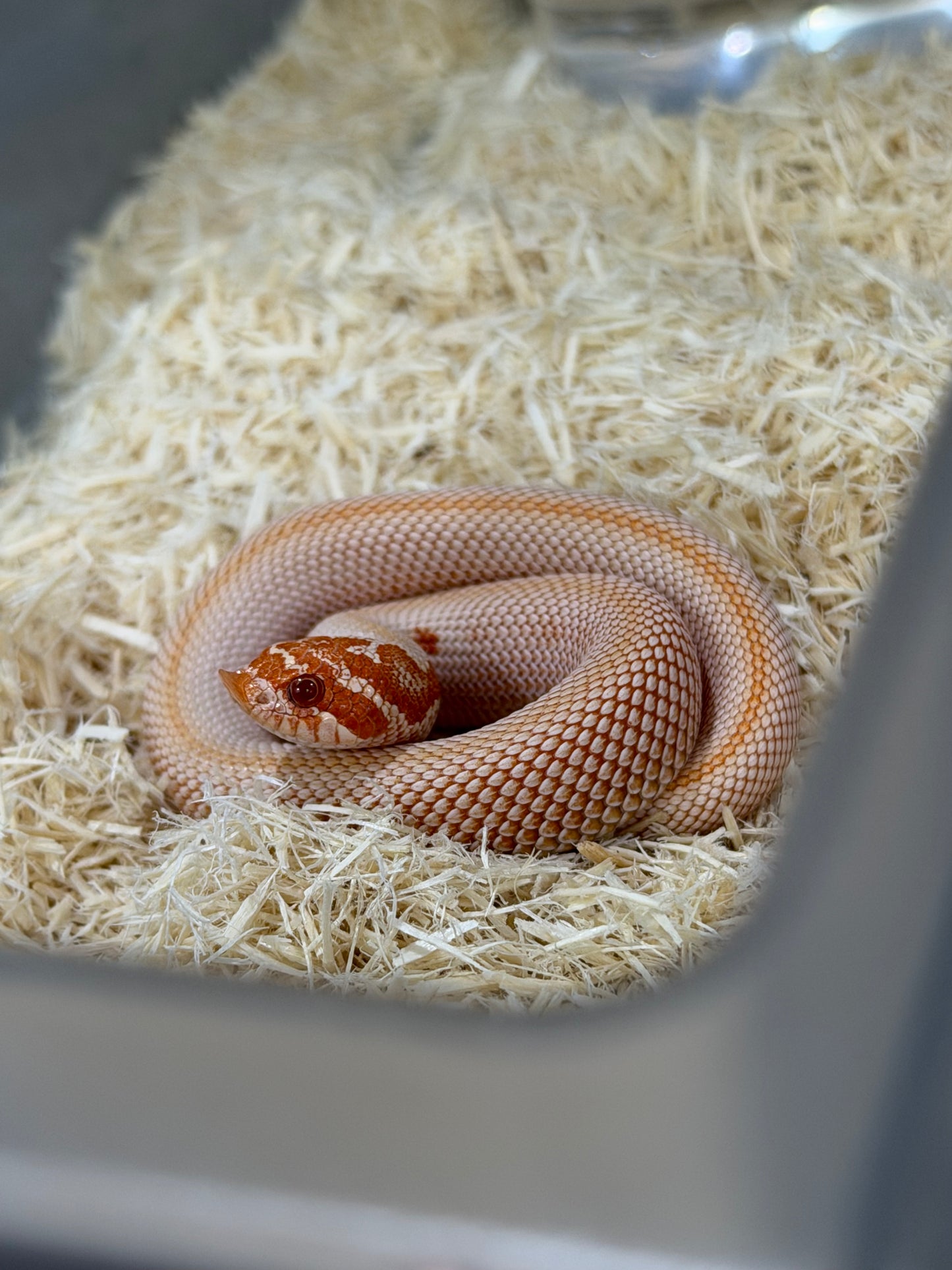 2025 白化超級康達50%彩色爆風血系66%ph瑞士巧克力 ♀ (H25442)