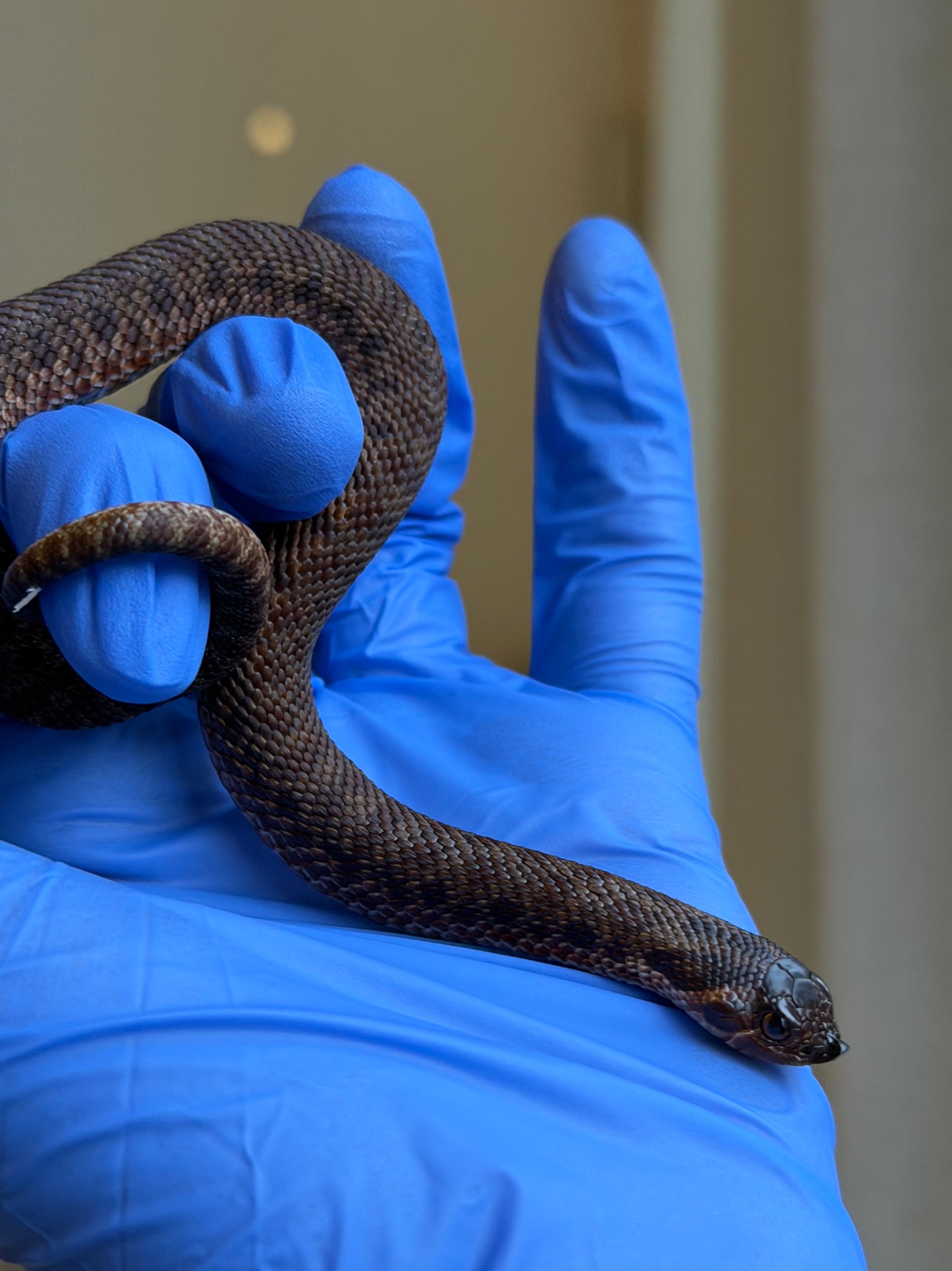 2025 瑞士巧克力66%ph白化ph薰衣草 ♂ (H25389)