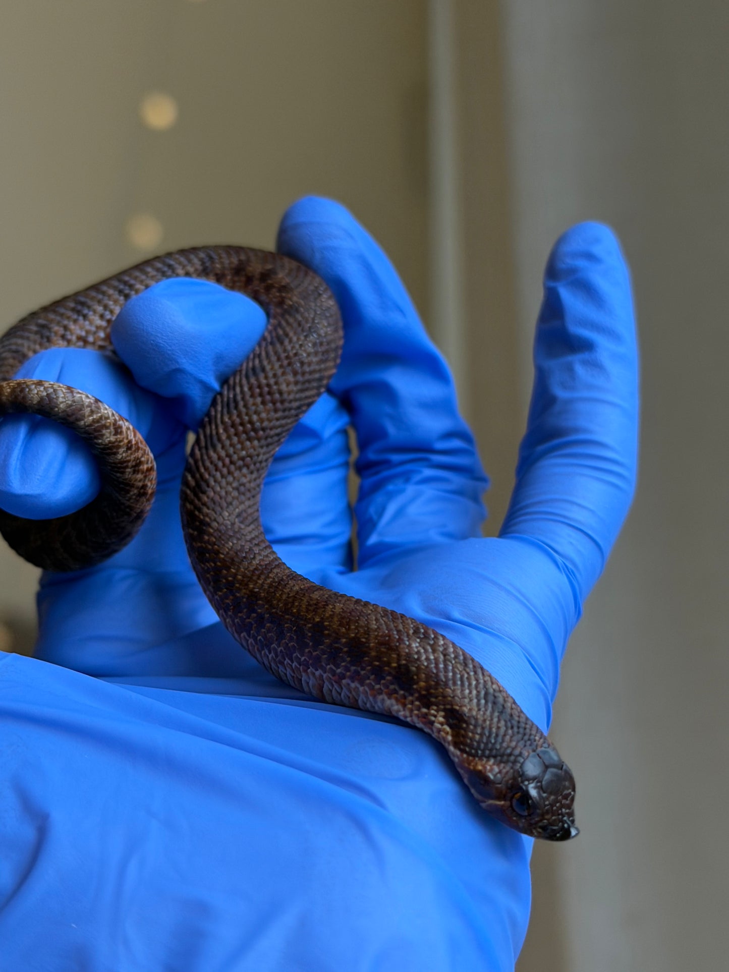 2025 瑞士巧克力66%ph白化ph薰衣草 ♂ (H25389)