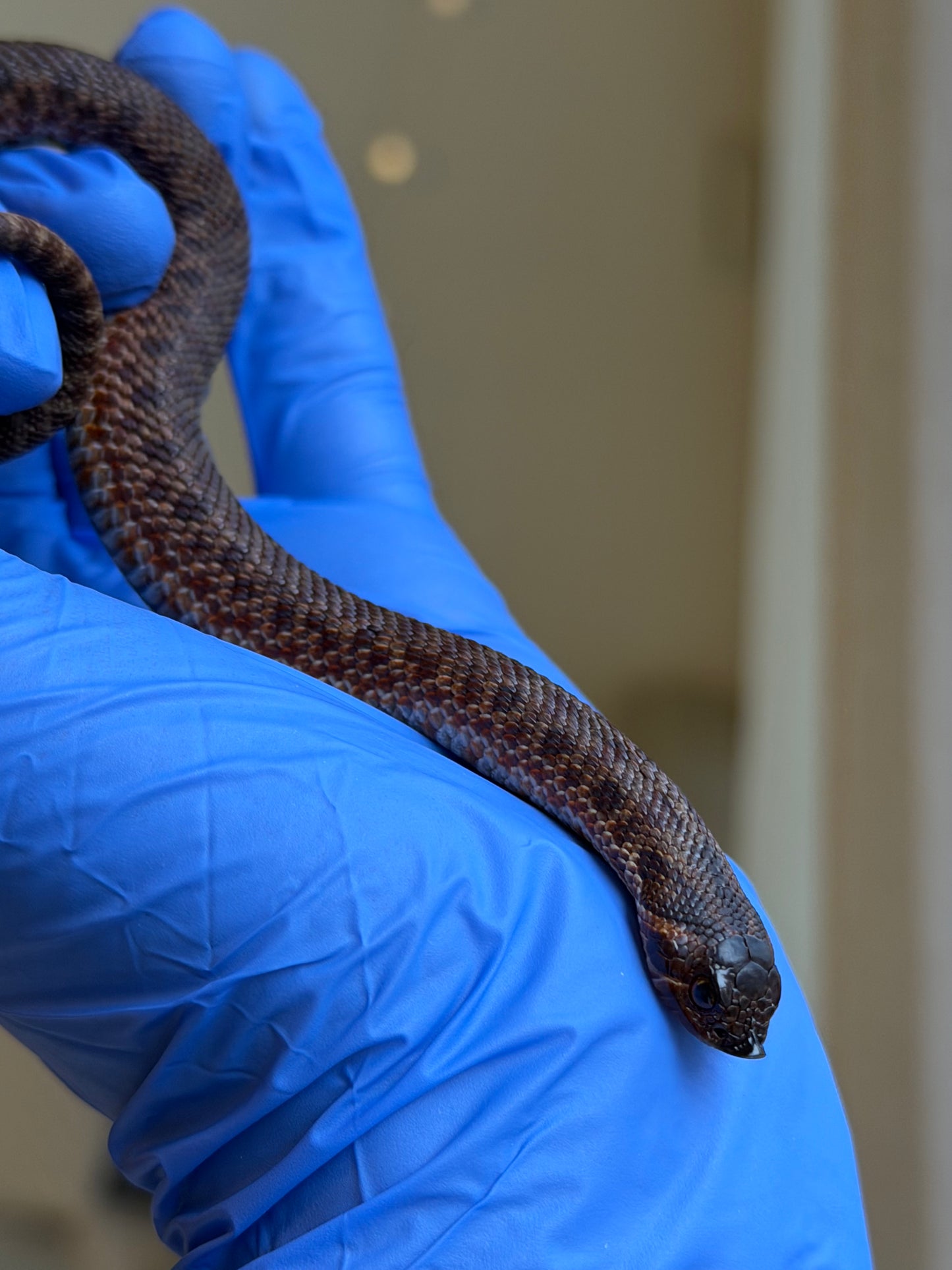 2025 瑞士巧克力66%ph白化ph薰衣草 ♂ (H25389)