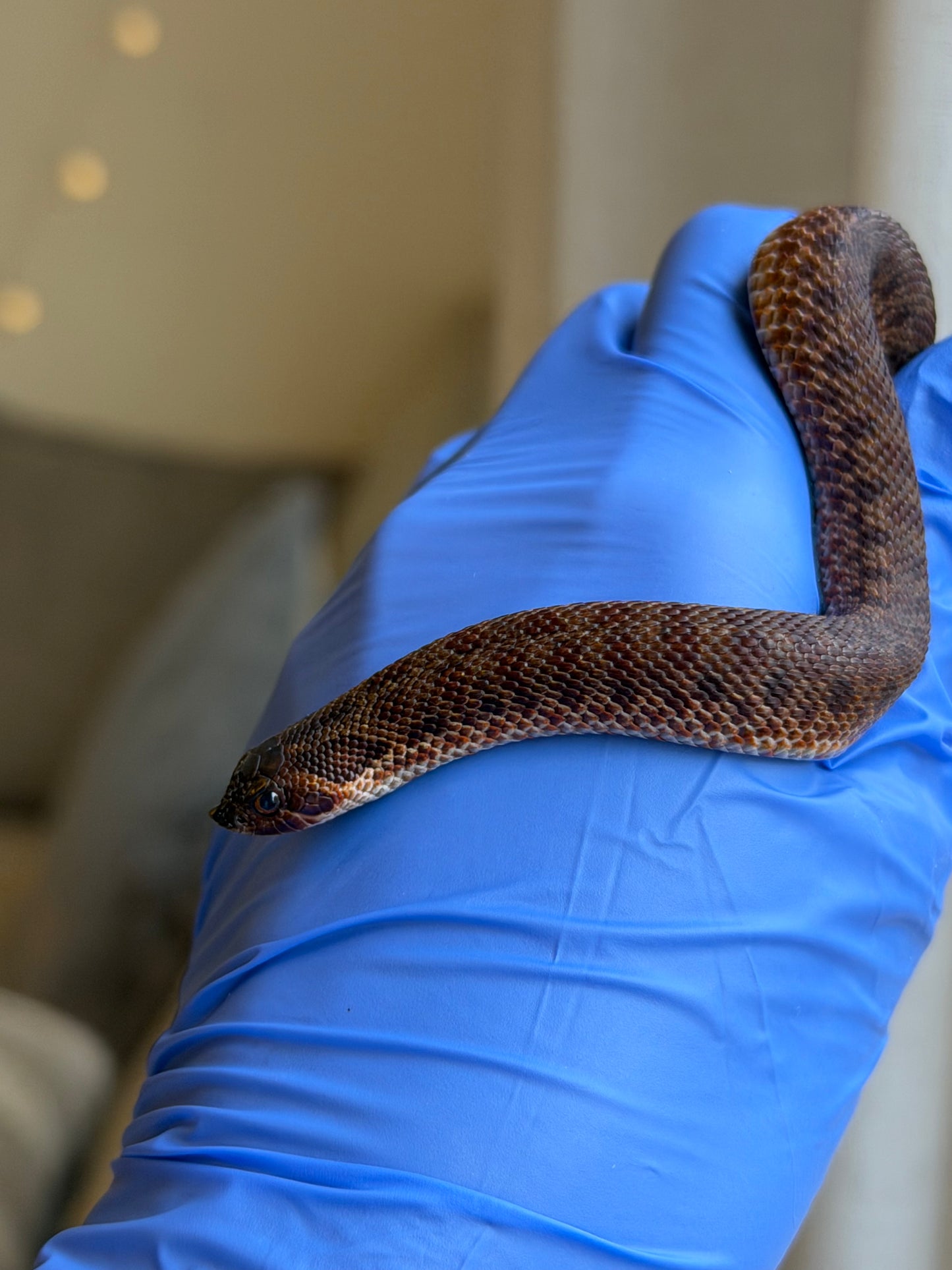 2025 瑞士巧克力66%ph白化ph薰衣草 ♂ (H25389)