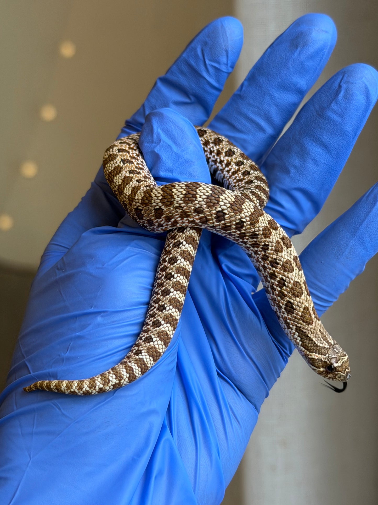 *競標* 成對 2025 RBE Het瑞士巧克力66%ph白化ph薰衣草ＸHet瑞士巧克力66%ph白化ph薰衣草 (H25397/H25395)