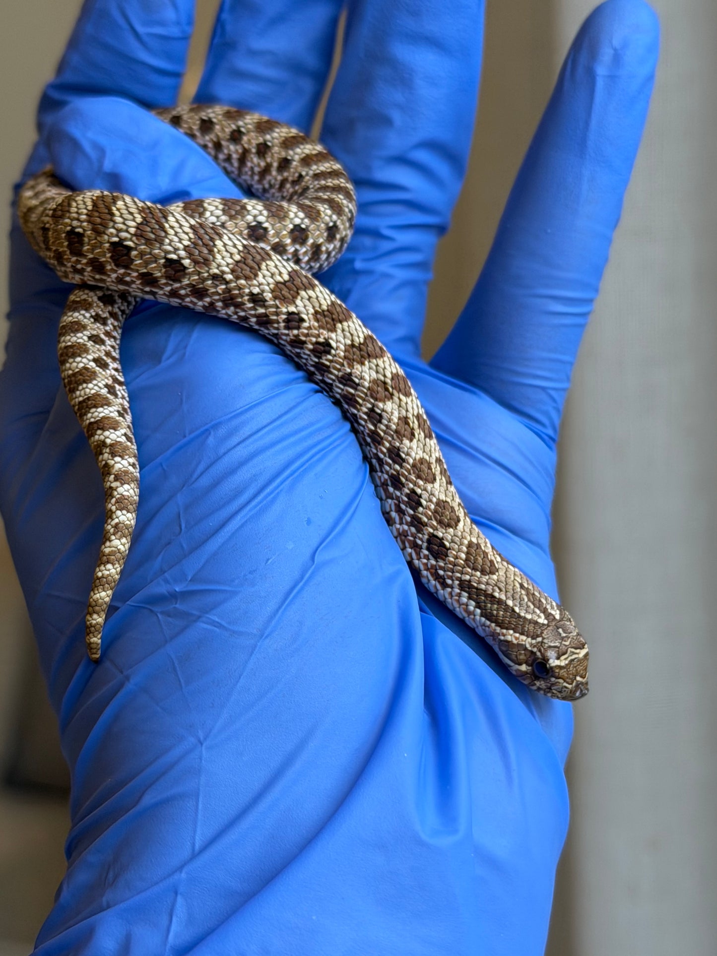 *競標* 成對 2025 RBE Het瑞士巧克力66%ph白化ph薰衣草ＸHet瑞士巧克力66%ph白化ph薰衣草 (H25397/H25395)