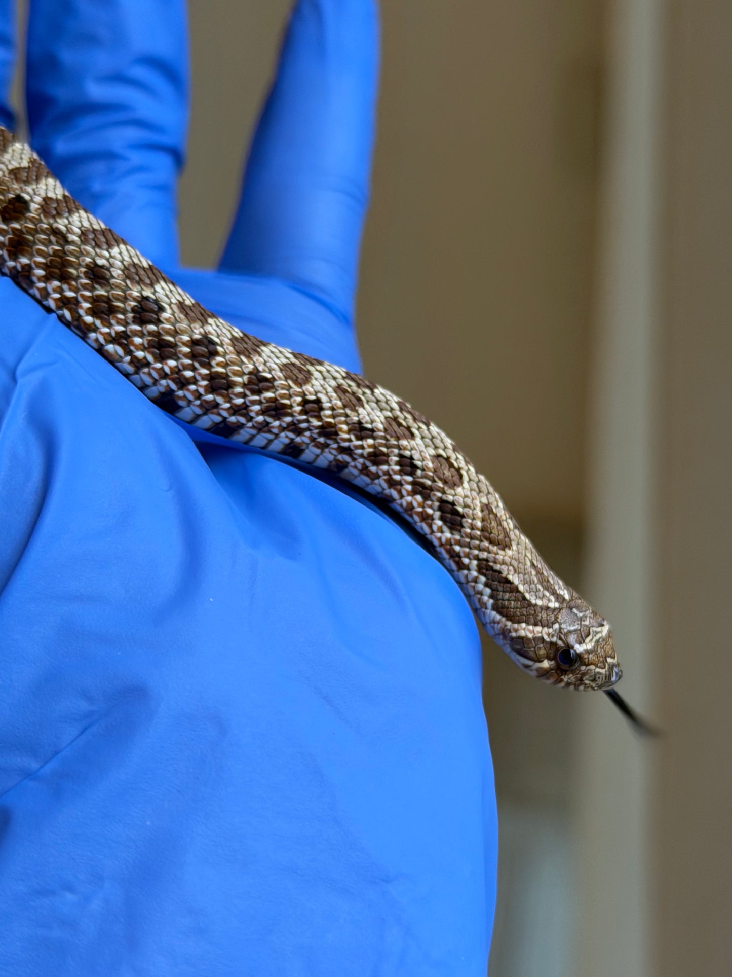 *競標* 成對 2025 RBE Het瑞士巧克力66%ph白化ph薰衣草ＸHet瑞士巧克力66%ph白化ph薰衣草 (H25397/H25395)