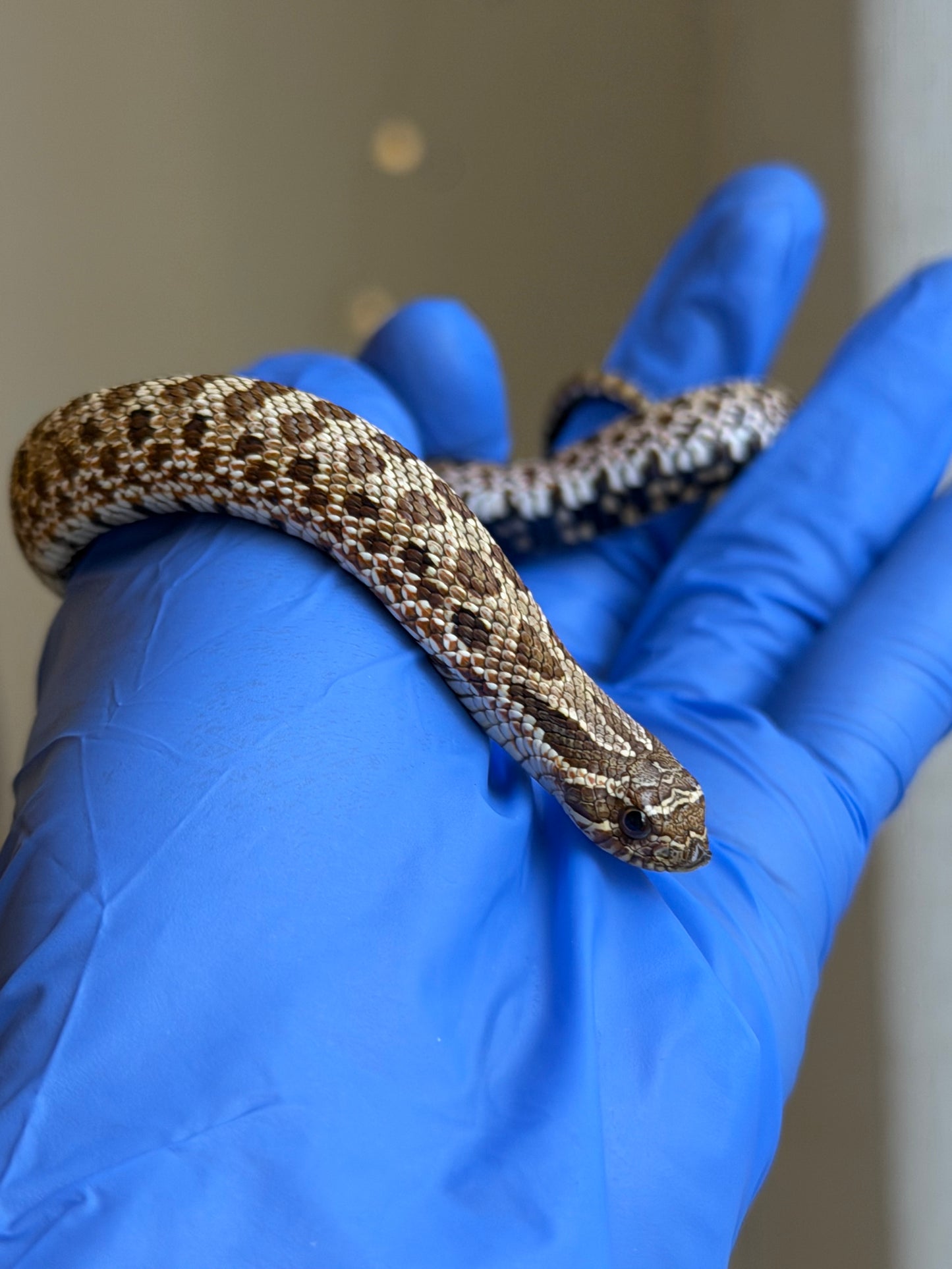 *競標* 成對 2025 RBE Het瑞士巧克力66%ph白化ph薰衣草ＸHet瑞士巧克力66%ph白化ph薰衣草 (H25397/H25395)