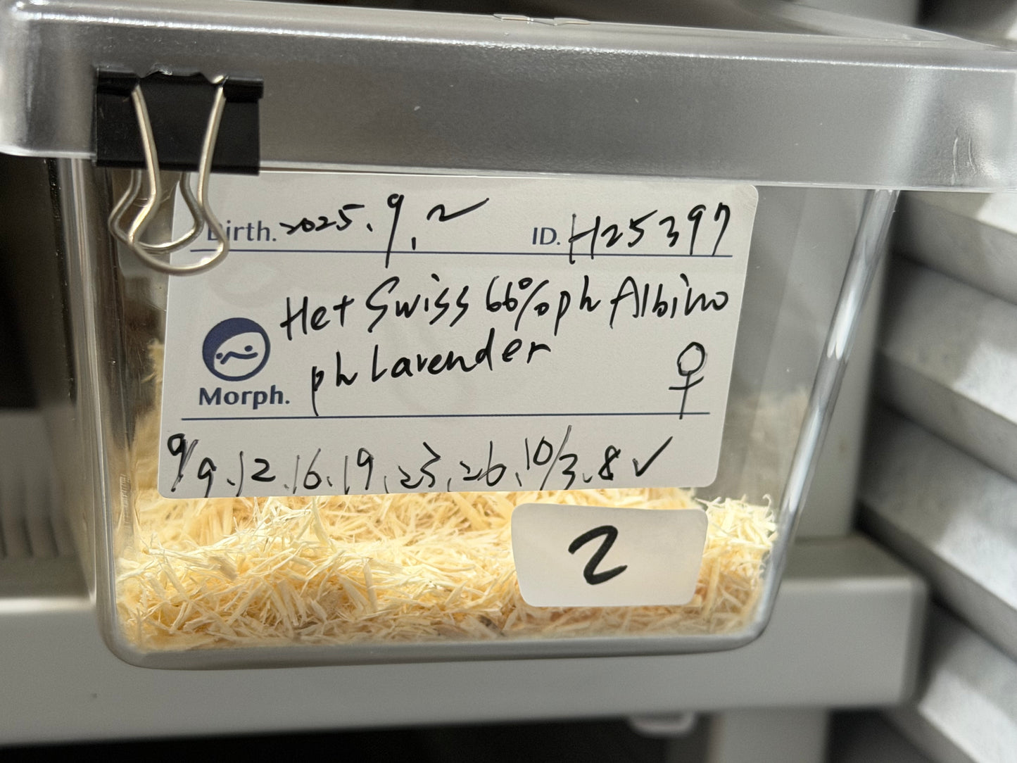 *競標* 成對 2025 RBE Het瑞士巧克力66%ph白化ph薰衣草ＸHet瑞士巧克力66%ph白化ph薰衣草 (H25397/H25395)