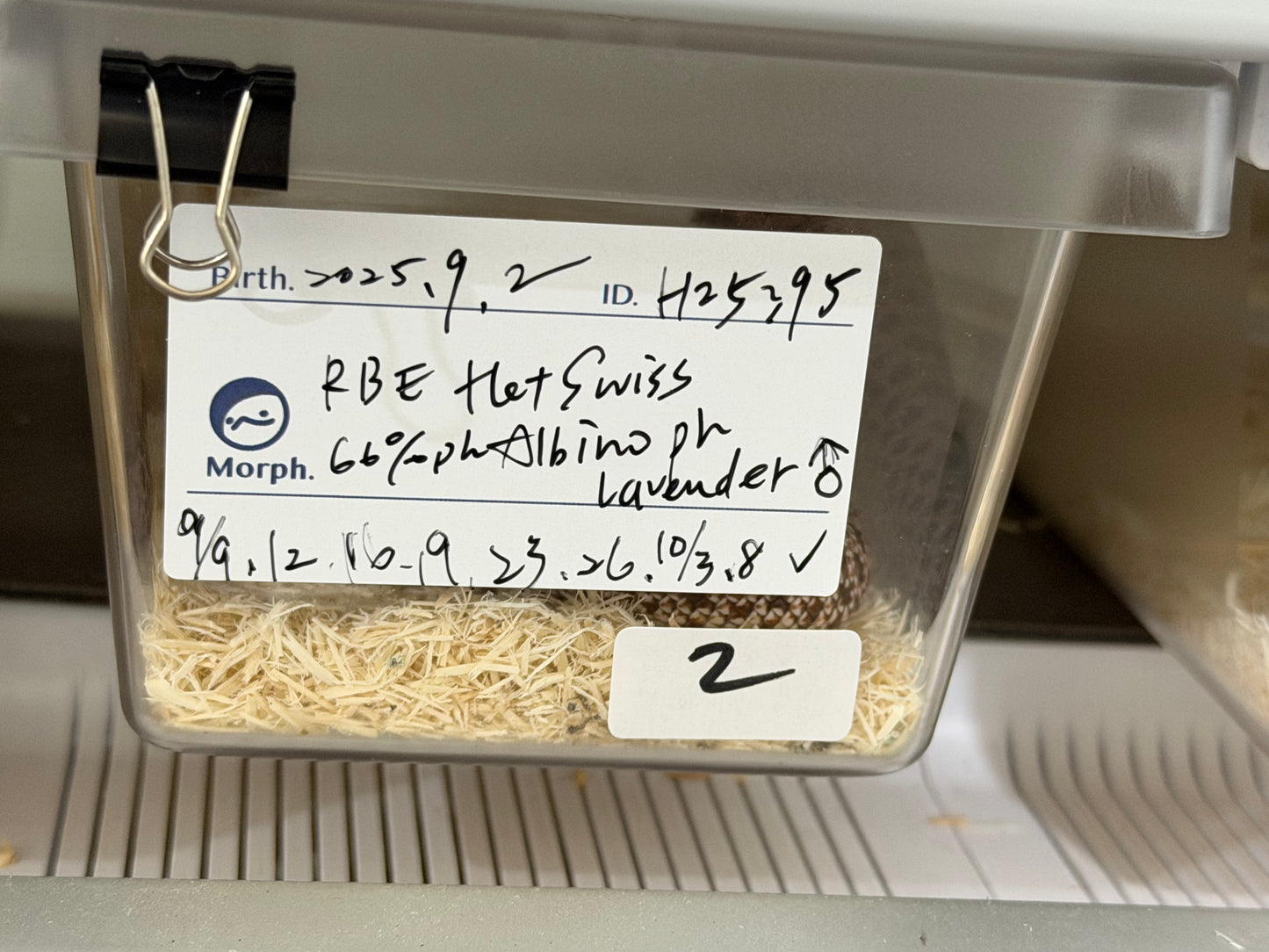 *競標* 成對 2025 RBE Het瑞士巧克力66%ph白化ph薰衣草ＸHet瑞士巧克力66%ph白化ph薰衣草 (H25397/H25395)