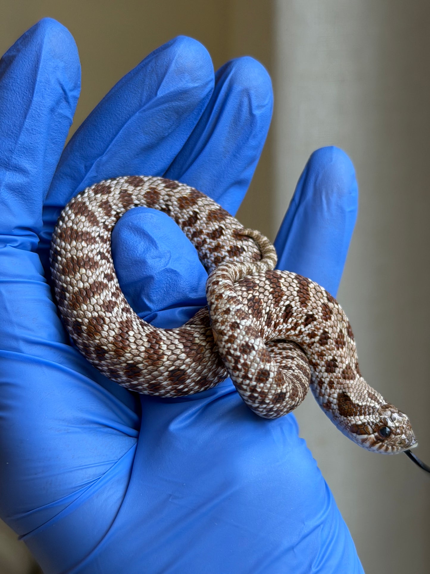 *競標* 成對 2025 RBE Het瑞士巧克力66%ph白化ph薰衣草ＸHet瑞士巧克力66%ph白化ph薰衣草 (H25397/H25395)