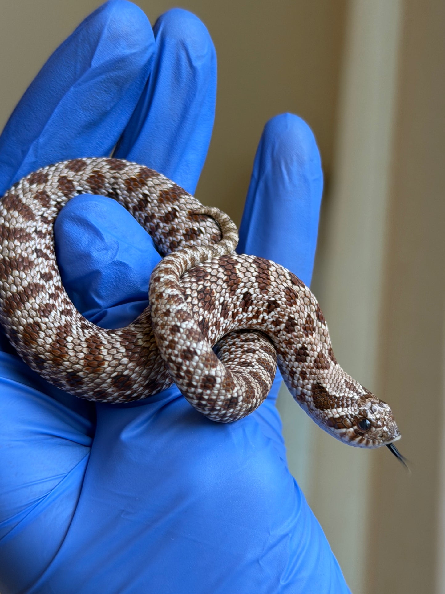 *競標* 成對 2025 RBE Het瑞士巧克力66%ph白化ph薰衣草ＸHet瑞士巧克力66%ph白化ph薰衣草 (H25397/H25395)