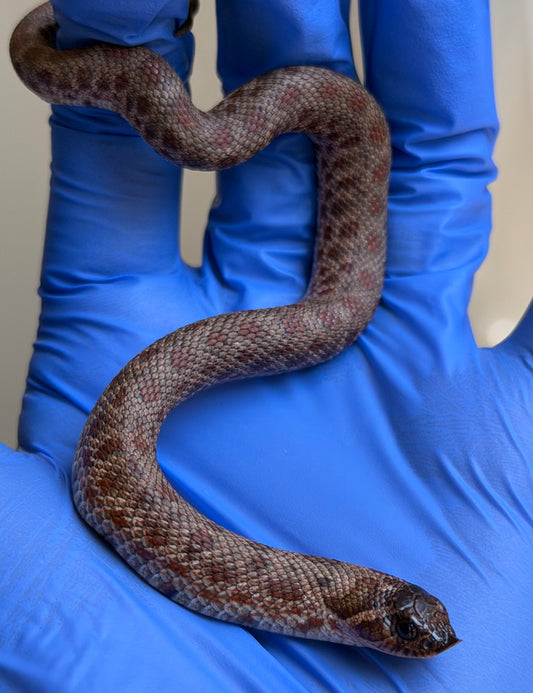 Colorblast Bloodline Swiss Conda 66%ph Albino