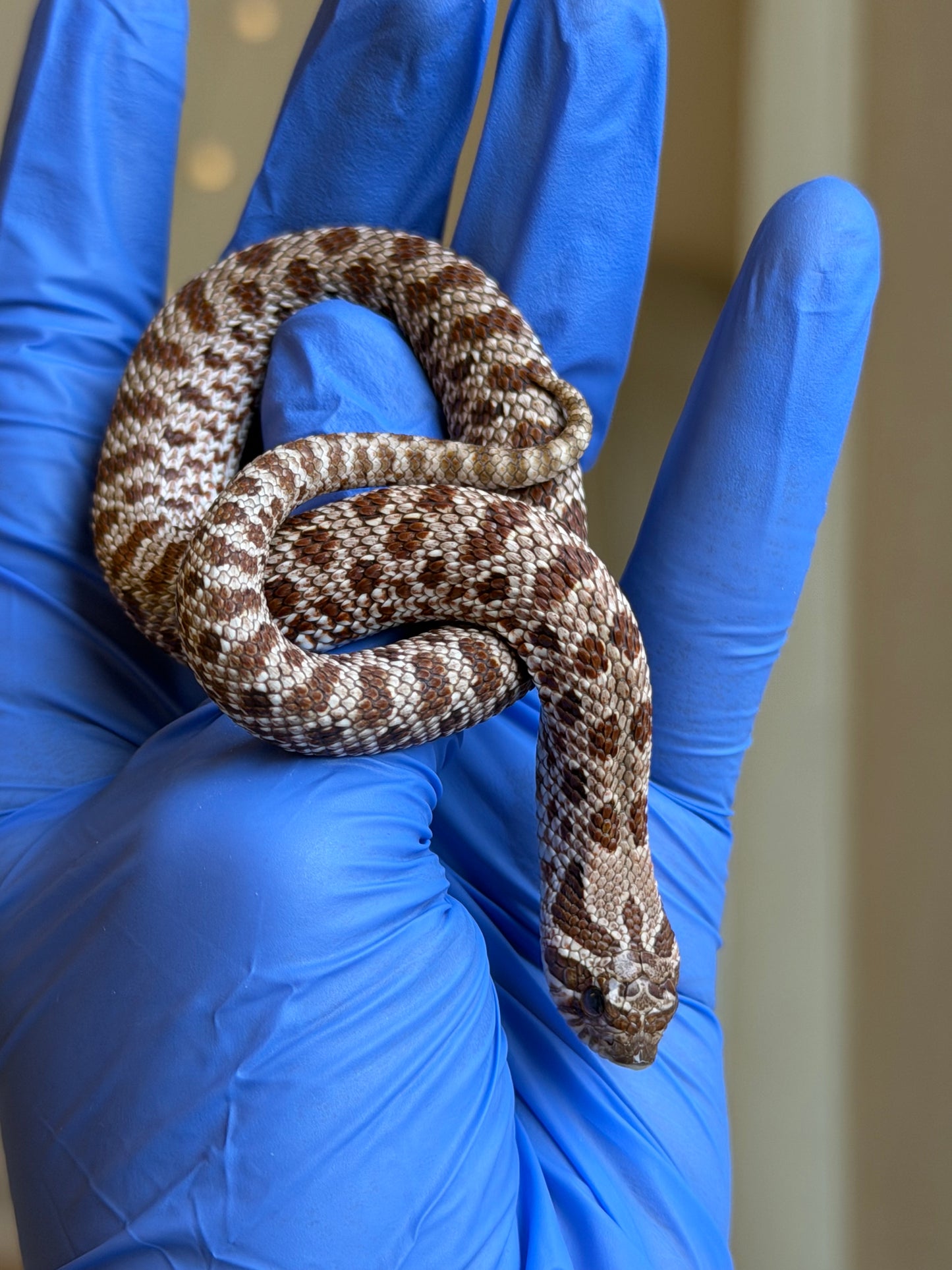 *競標* 成對 2025 RBE Het瑞士巧克力66%ph白化ph薰衣草ＸHet瑞士巧克力66%ph白化ph薰衣草 (H25397/H25395)