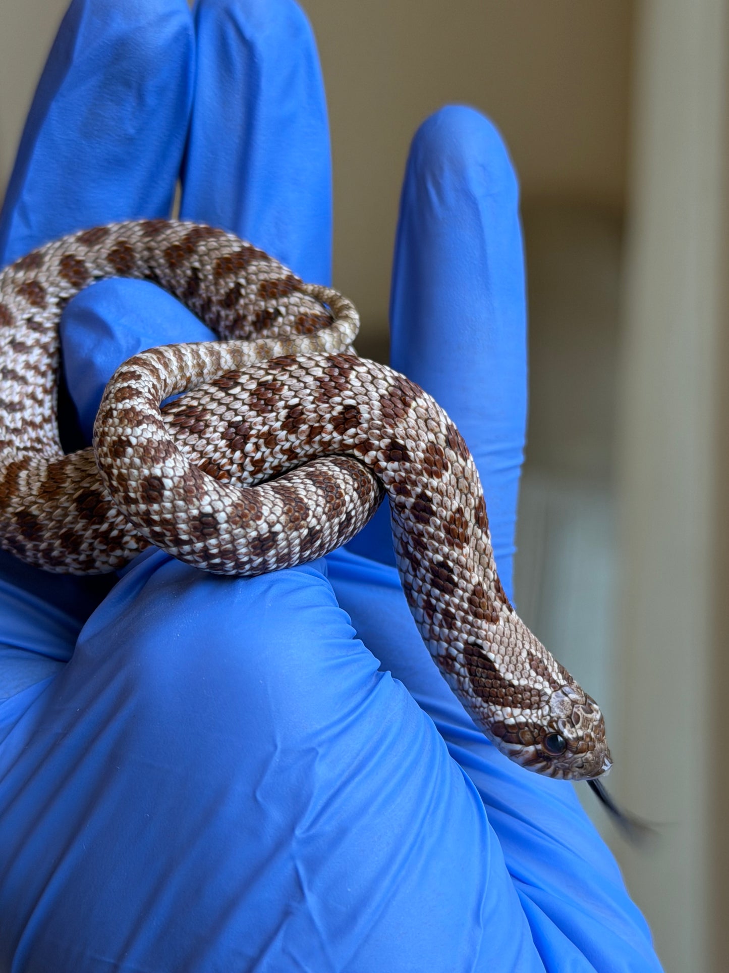 *競標* 成對 2025 RBE Het瑞士巧克力66%ph白化ph薰衣草ＸHet瑞士巧克力66%ph白化ph薰衣草 (H25397/H25395)