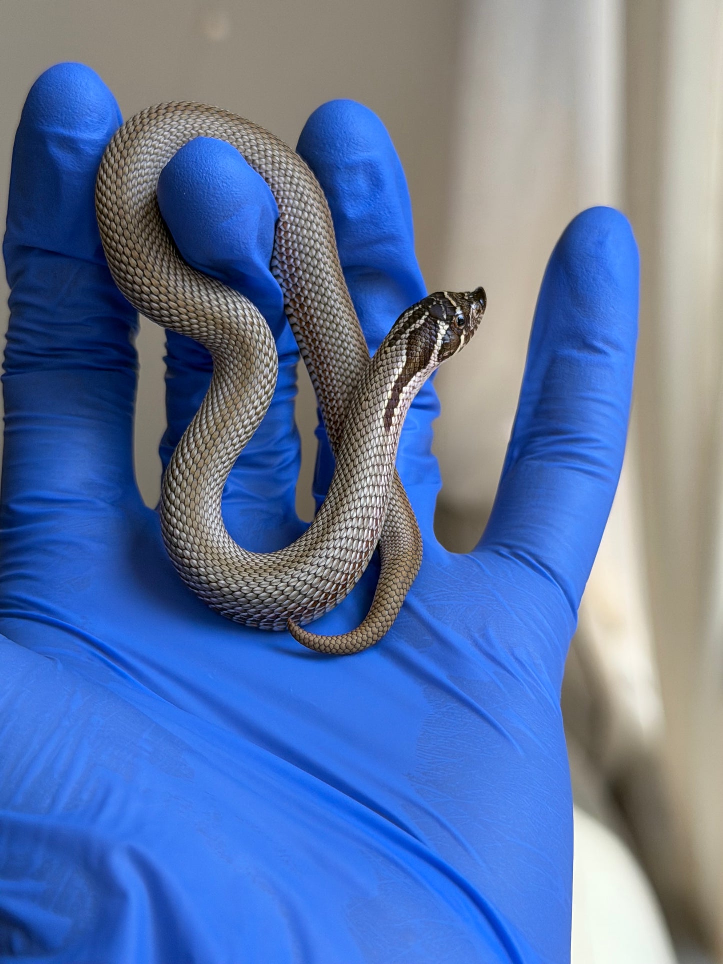 Colorblast Bloodline Superconda 66%ph Swiss 66%ph Albino