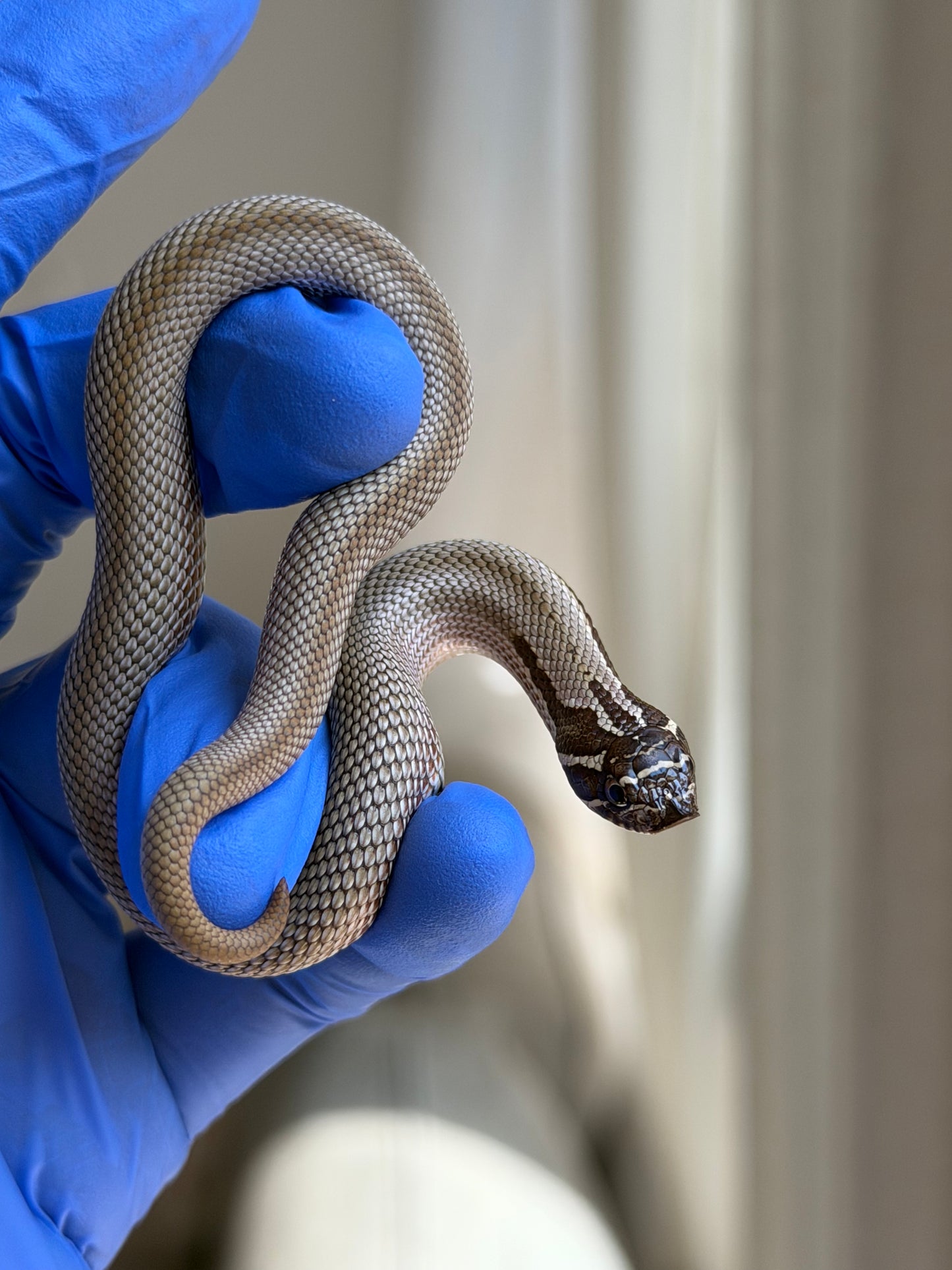 Colorblast Bloodline Superconda 66%ph Swiss 66%ph Albino