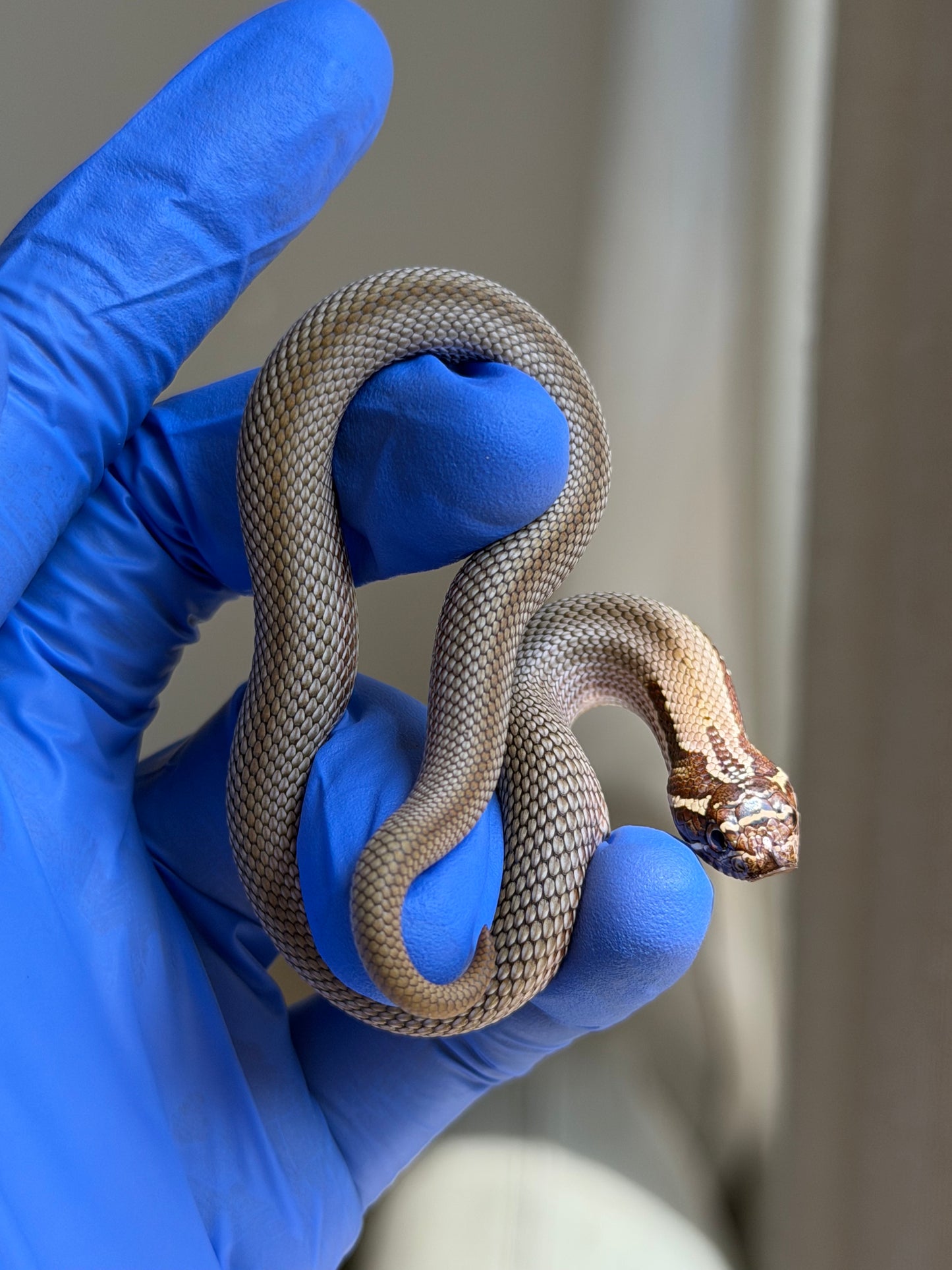 Colorblast Bloodline Superconda 66%ph Swiss 66%ph Albino