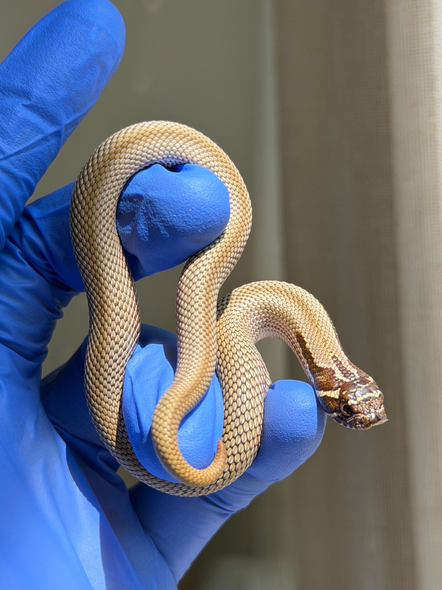 Colorblast Bloodline Superconda 66%ph Swiss 66%ph Albino