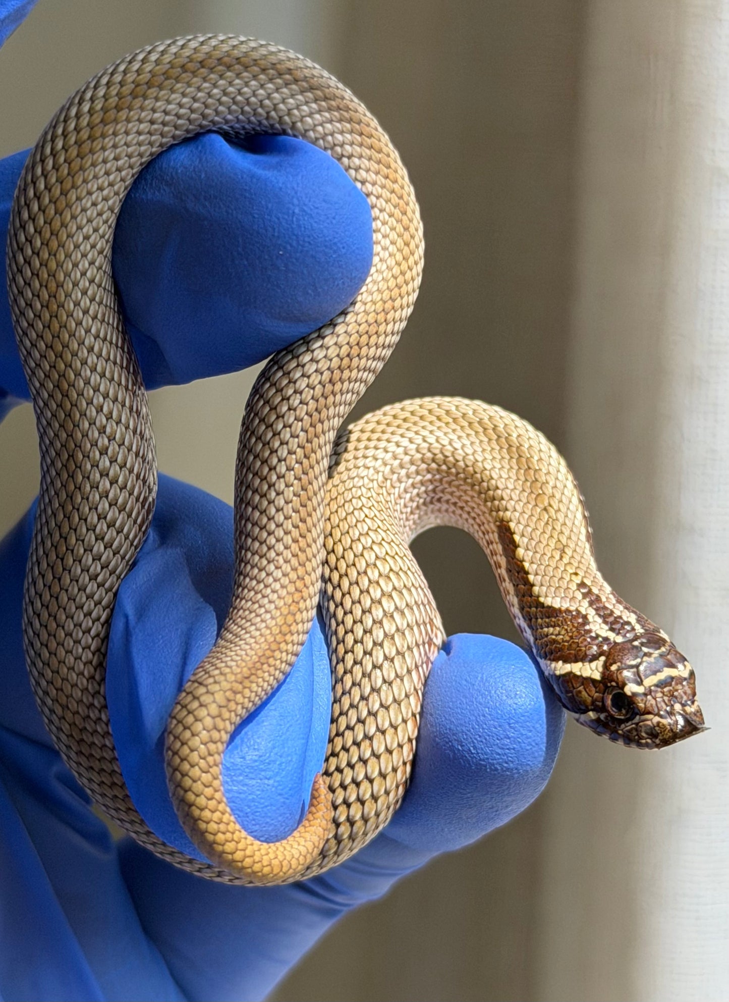Colorblast Bloodline Superconda 66%ph Swiss 66%ph Albino
