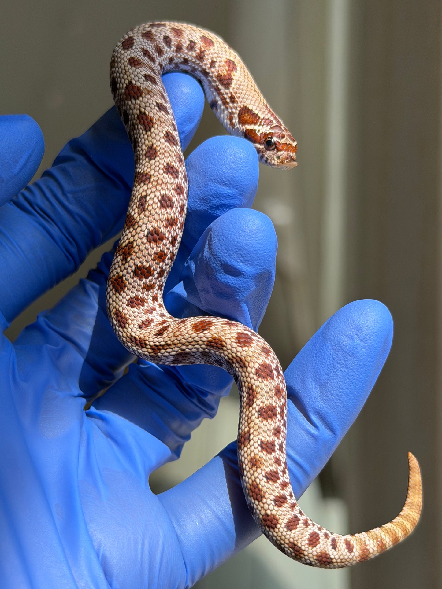 Colorblast Bloodline Conda 66%ph Swiss 66%ph Albino