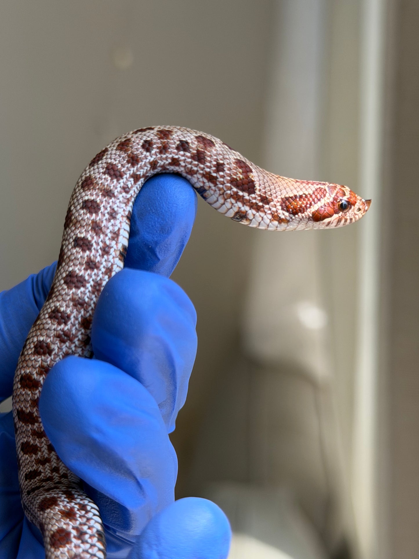 Colorblast Bloodline Conda 66%ph Swiss 66%ph Albino