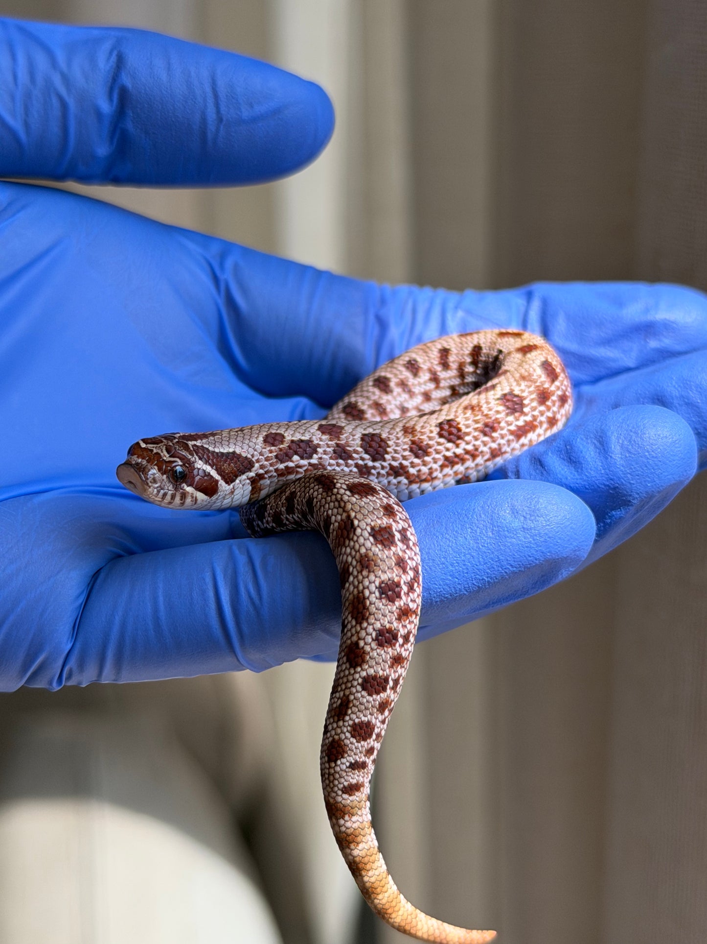 Colorblast Bloodline Conda 66%ph Swiss 66%ph Albino