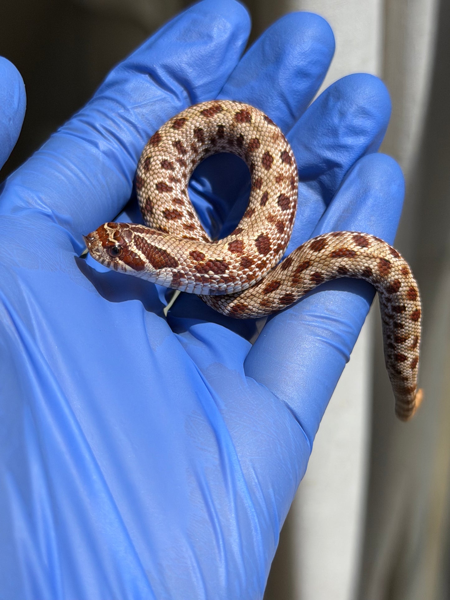 Colorblast Bloodline Conda 66%ph Swiss 66%ph Albino