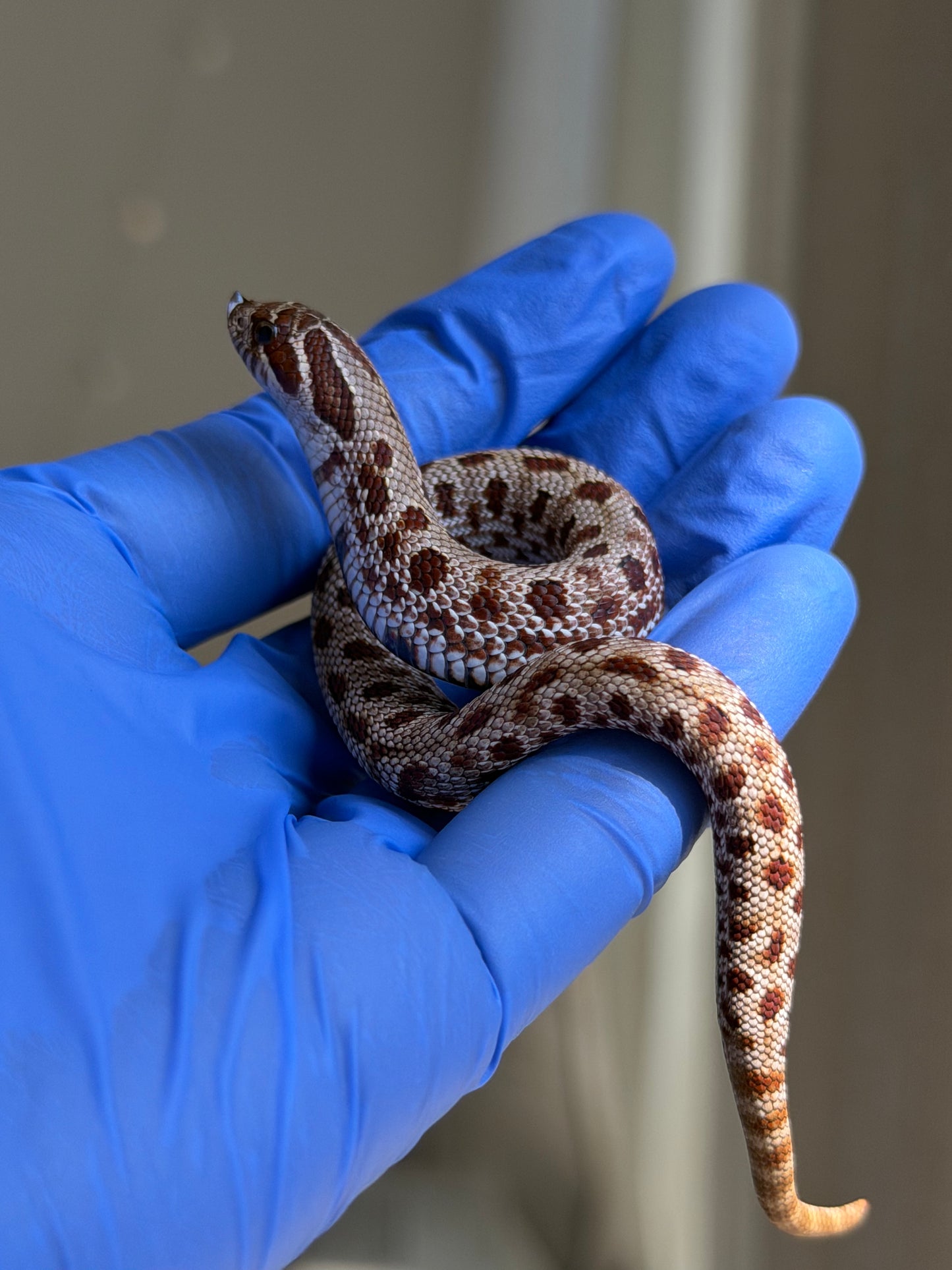 Colorblast Bloodline Conda 66%ph Swiss 66%ph Albino