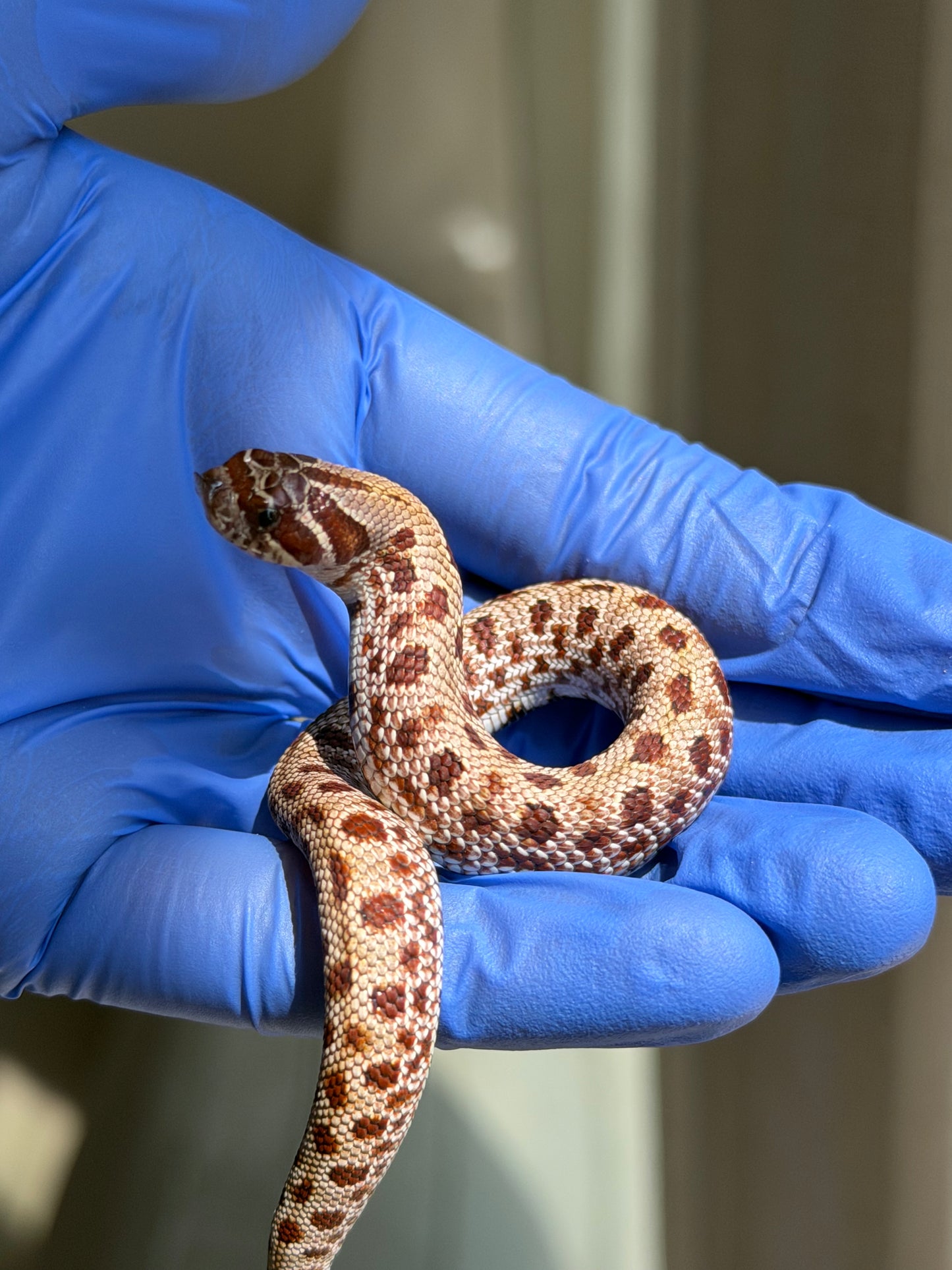 Colorblast Bloodline Conda 66%ph Swiss 66%ph Albino