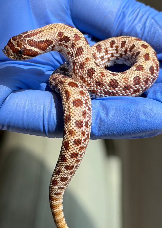 Colorblast Bloodline Conda 66%ph Swiss 66%ph Albino