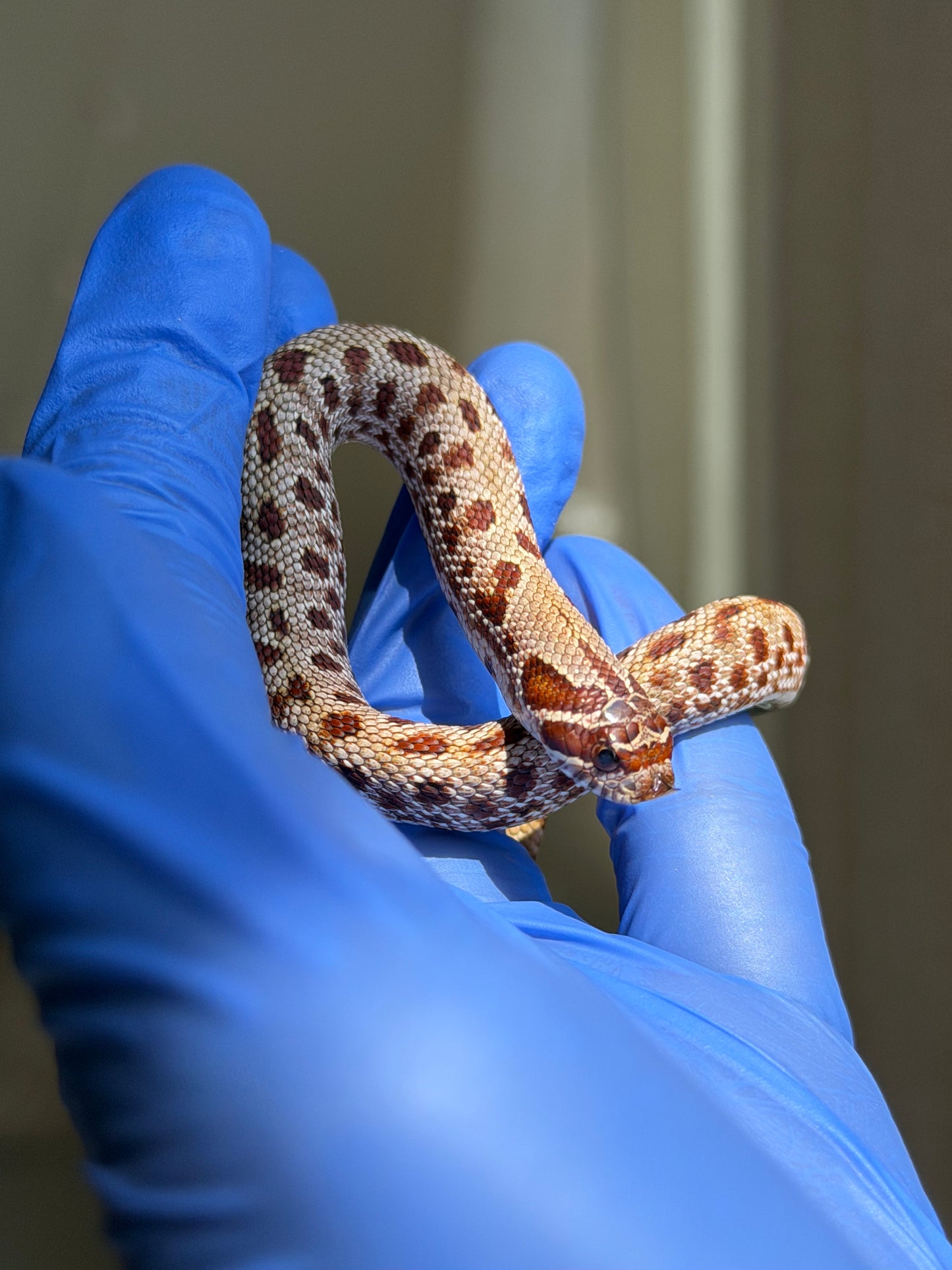 Colorblast Bloodline Conda 66%ph Swiss 66%ph Albino