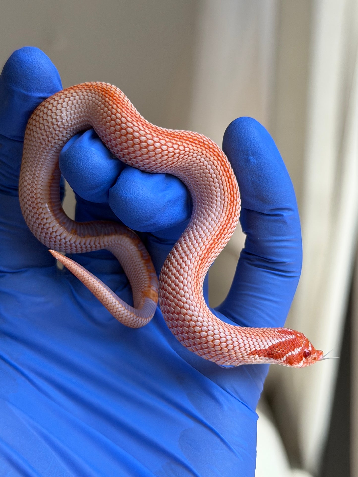 Colorblast Albino Superconda