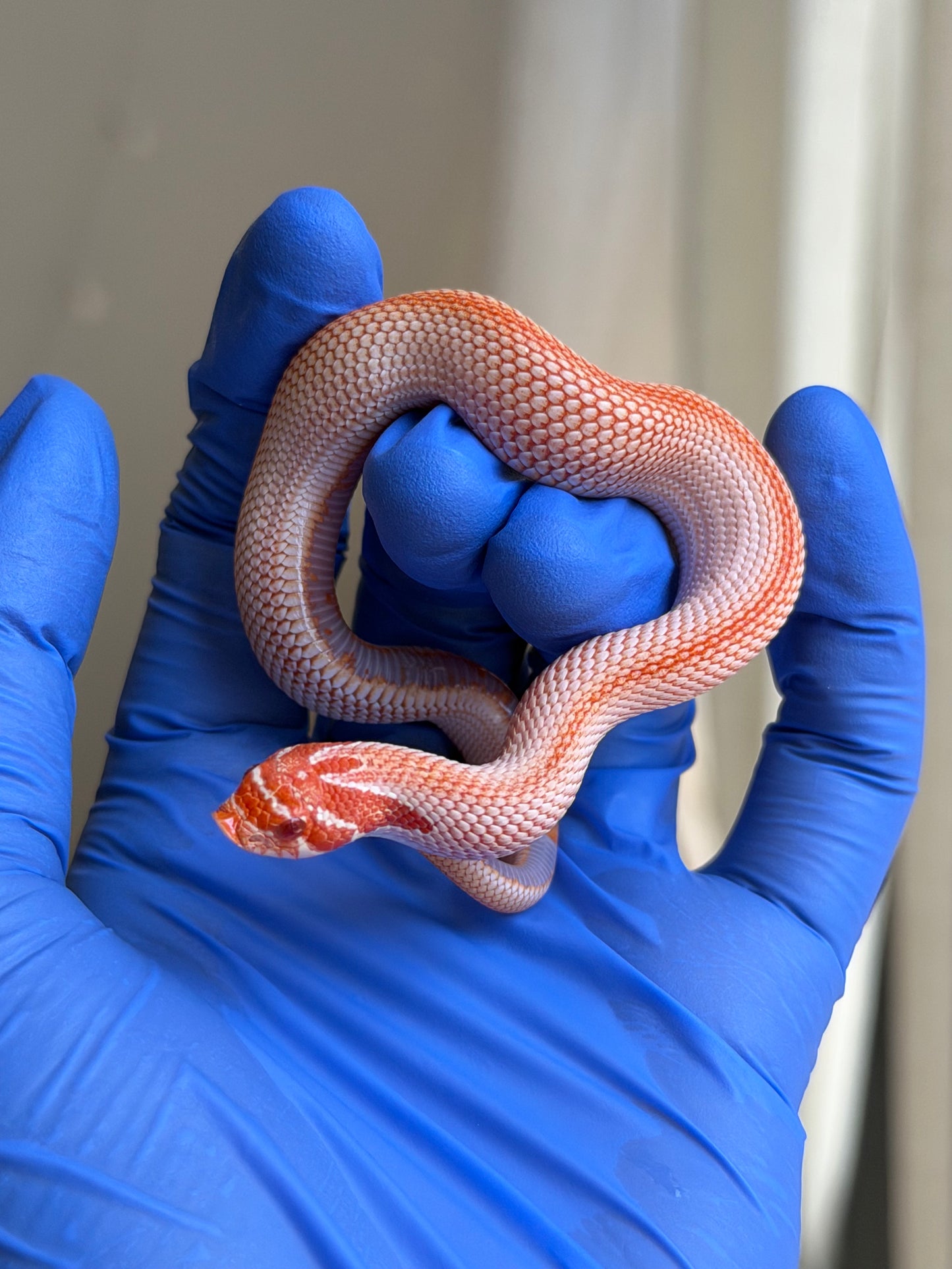 Colorblast Albino Superconda