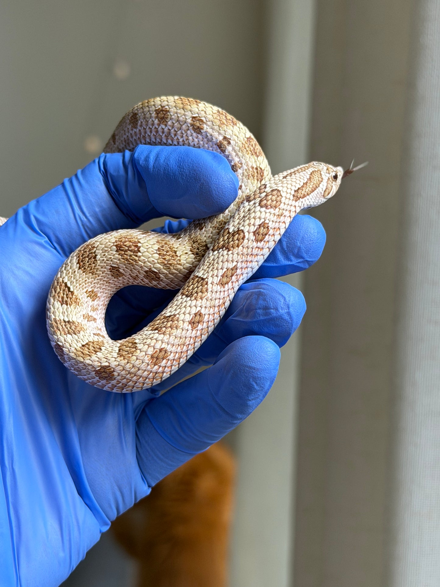 2025 北極太妃康達66%ph紫貂 ♂ (H25075)