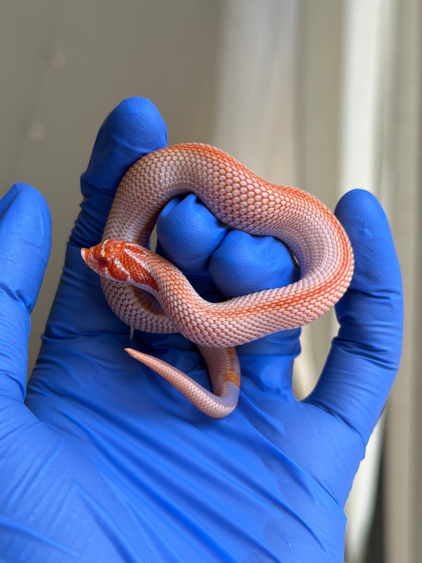 Colorblast Albino Superconda