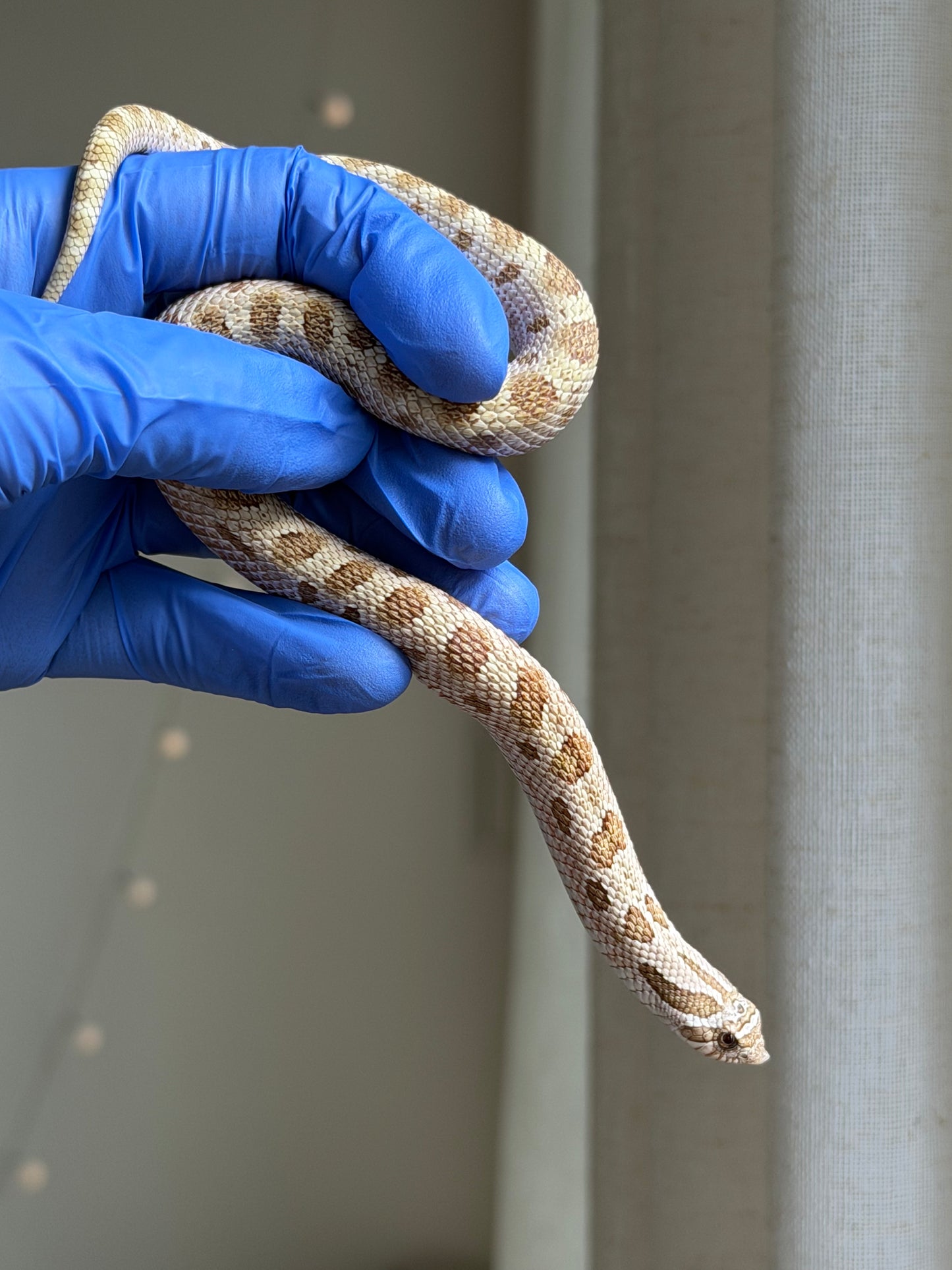 2025 北極太妃康達66%ph紫貂 ♂ (H25075)