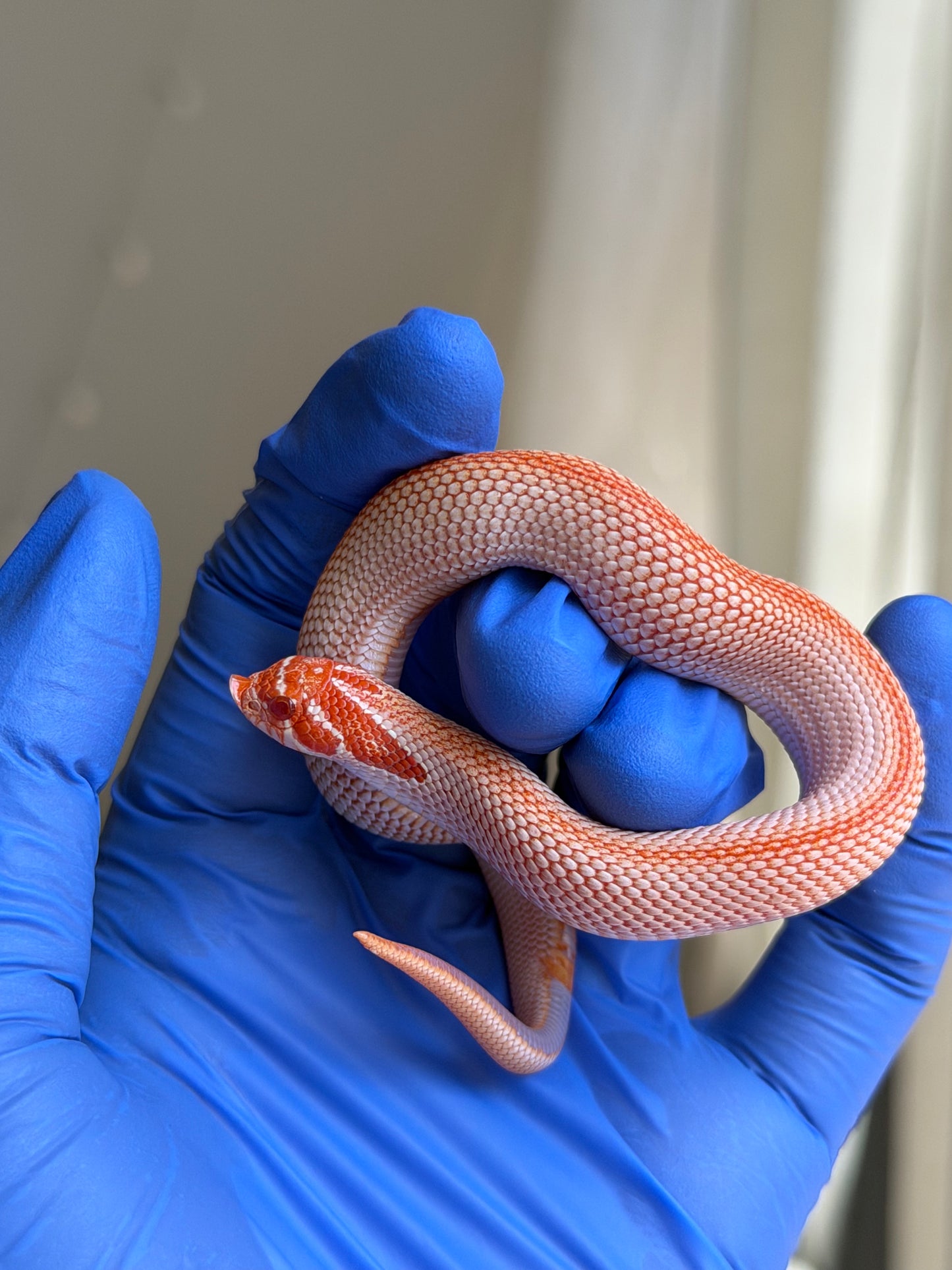 Colorblast Albino Superconda