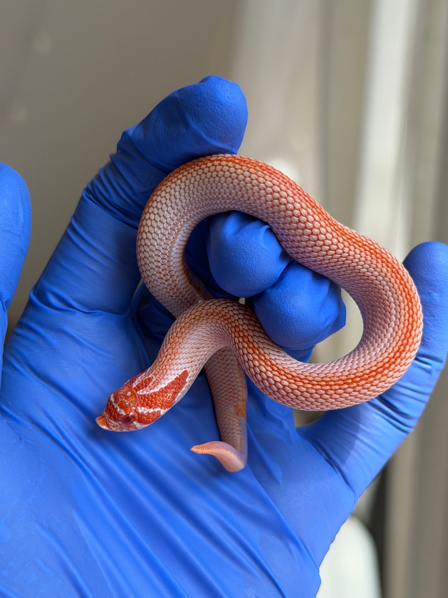 Colorblast Albino Superconda